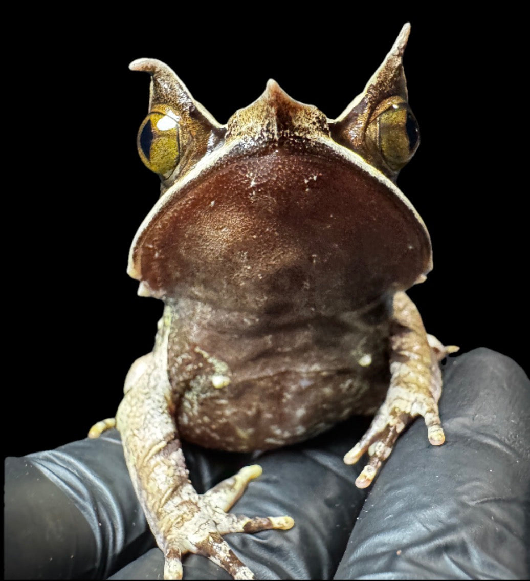Malaysian Leaf Frog (Megophyrs Nasuta)