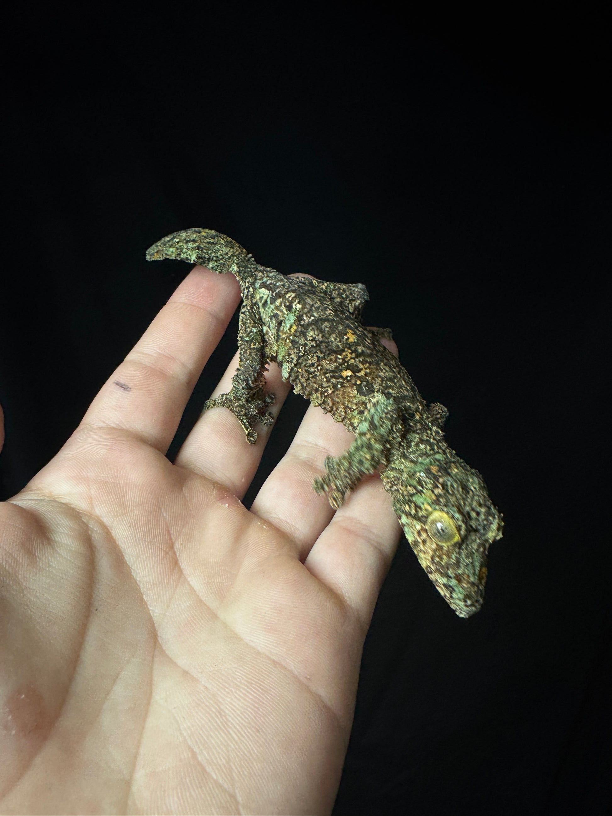 Sikorae Leaf Tail Female #3