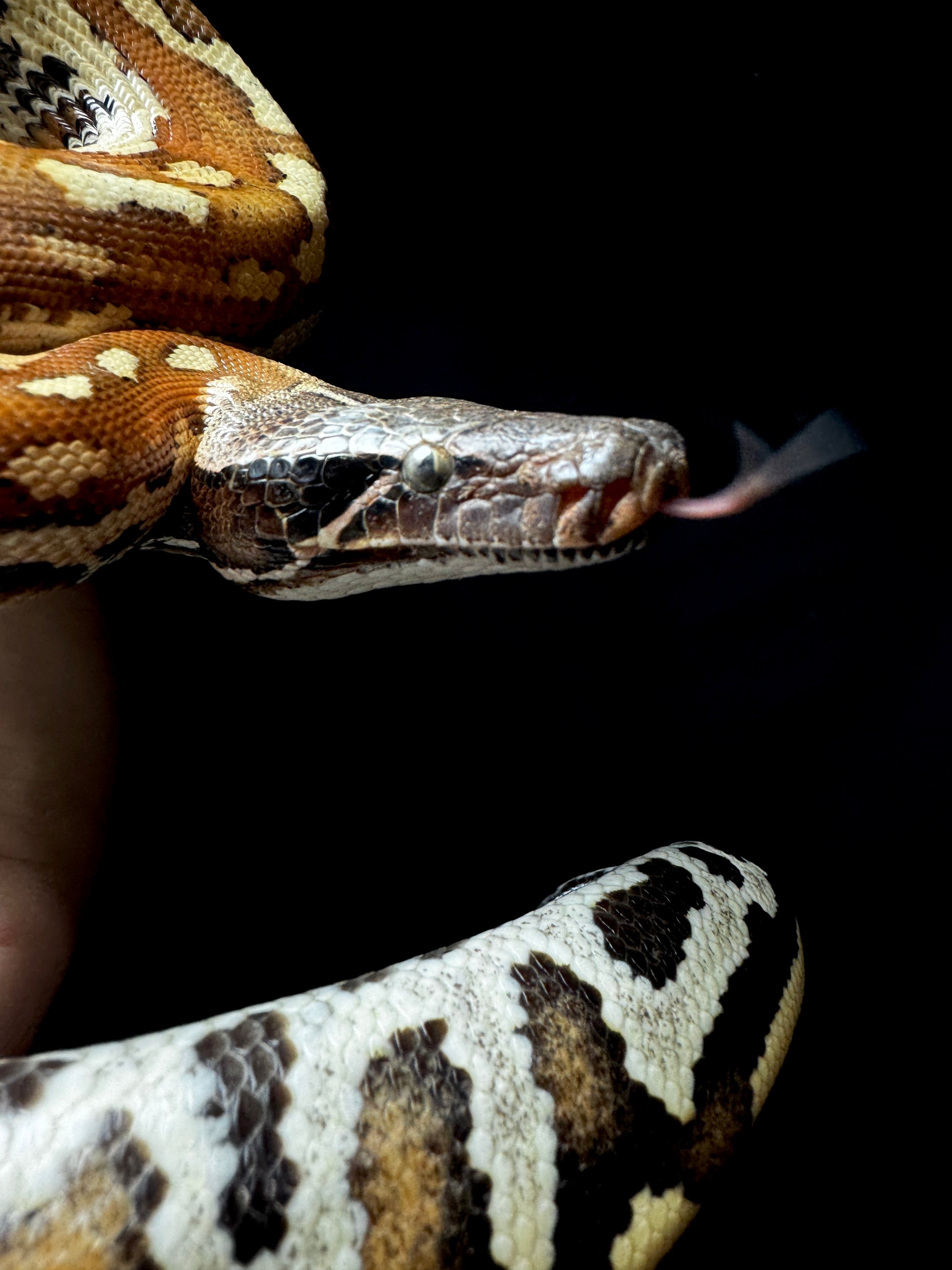 Male Blood Python