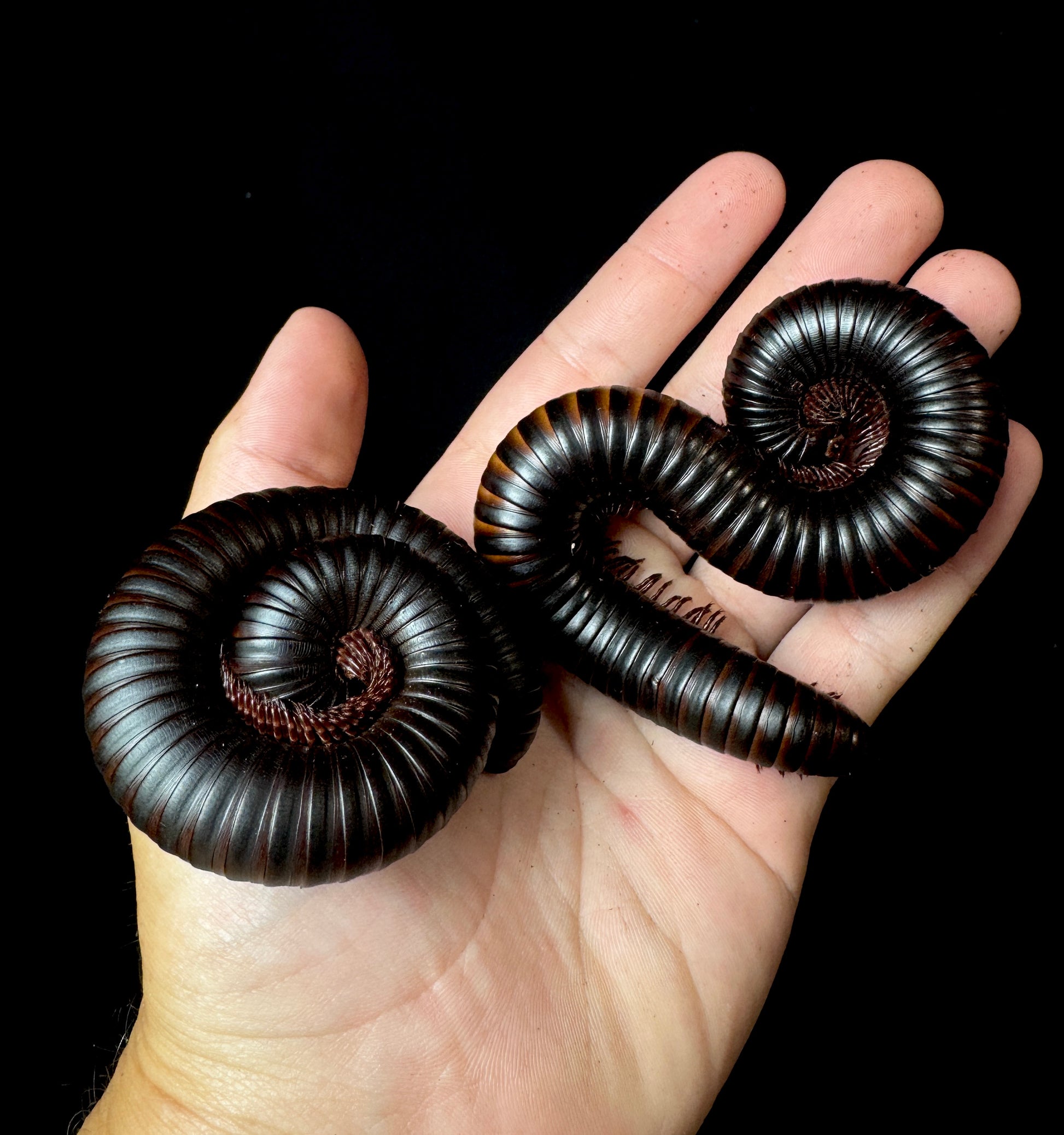 Giant African Millipede!