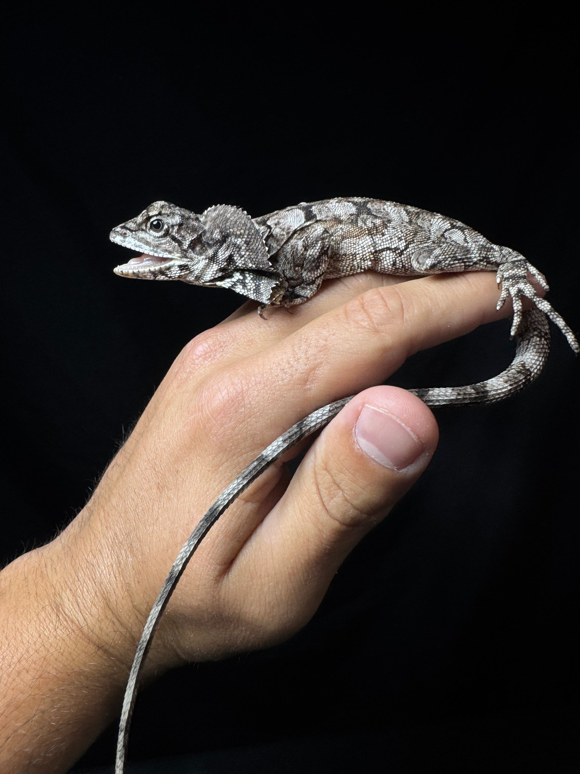 Frilled Dragon!