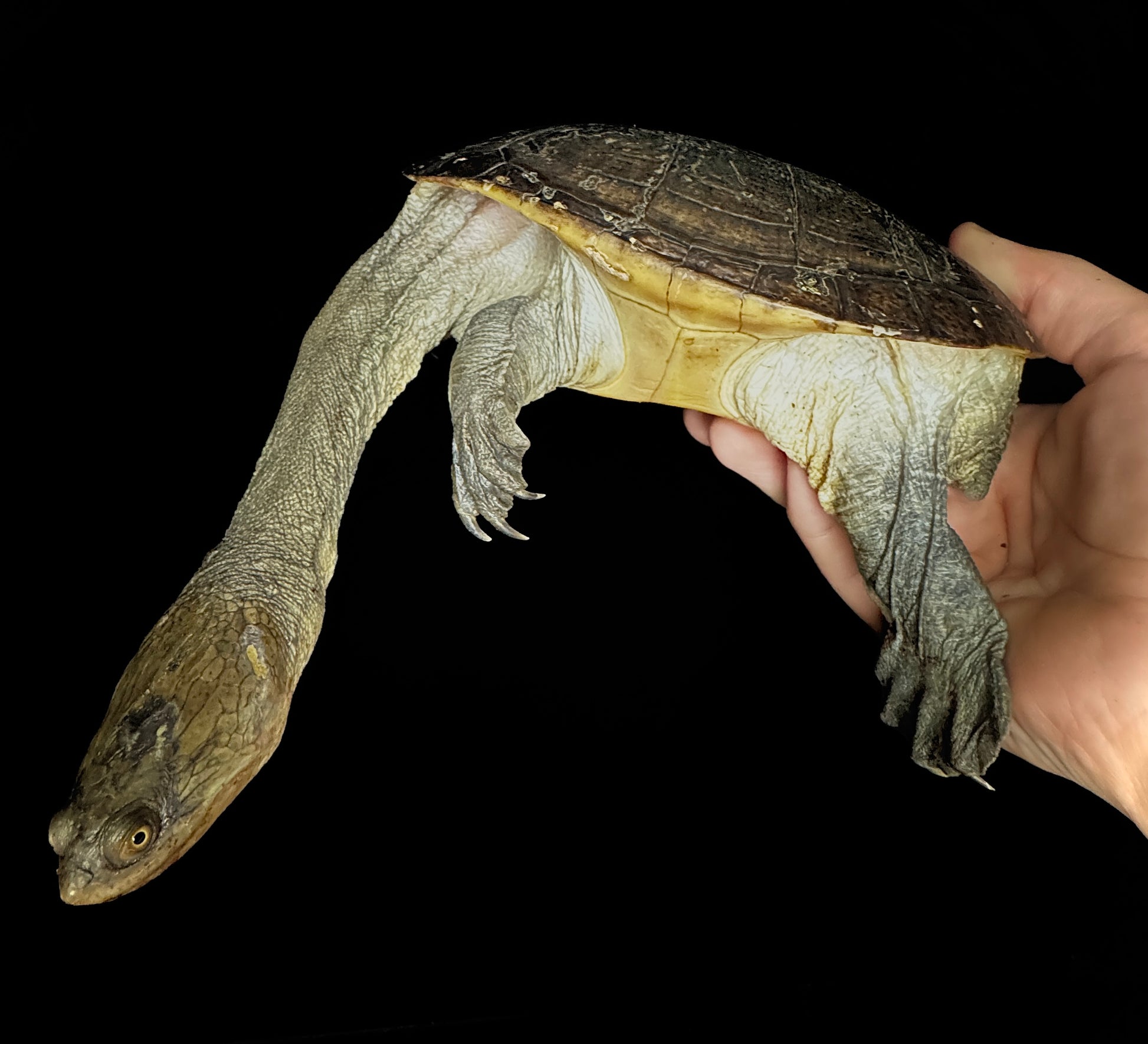 Adult Norther Snake Neck Turtle!