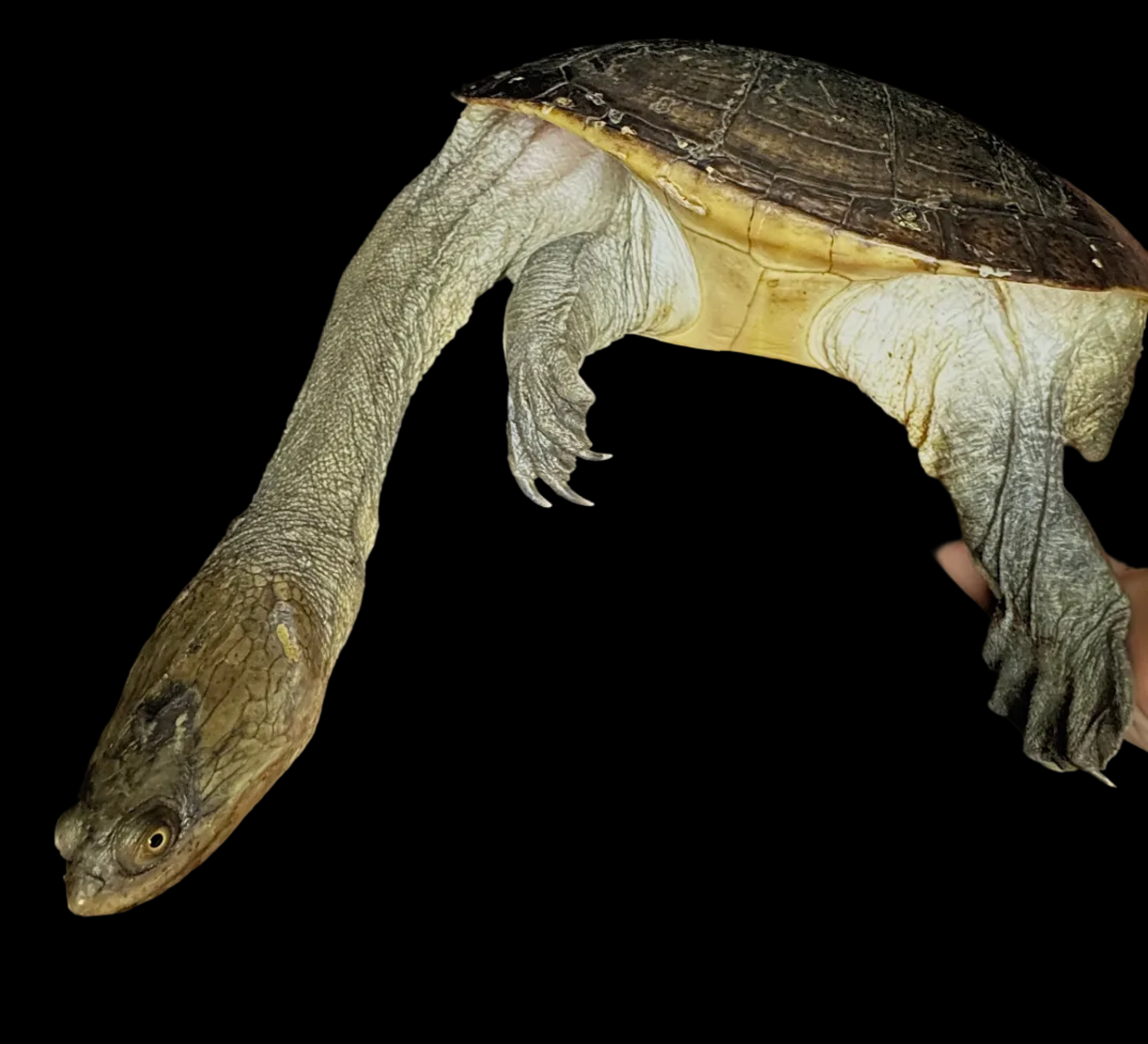 Adult Norther Snake Neck Turtle!