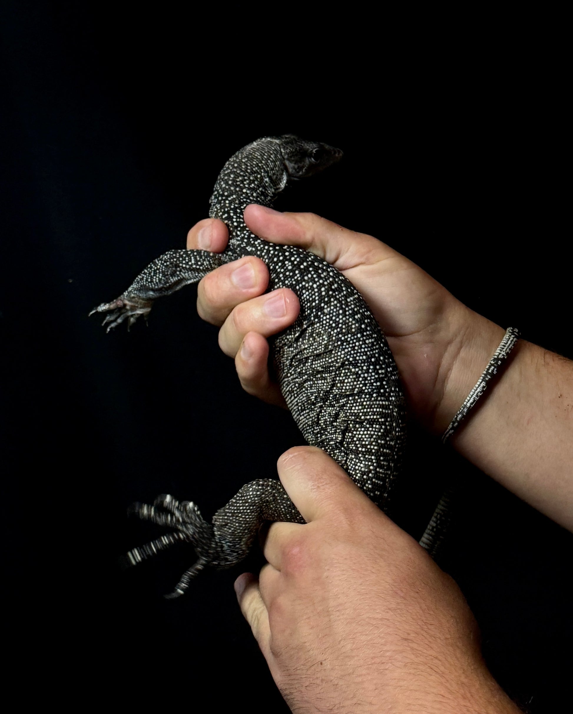 Silver Mangrove Monitor