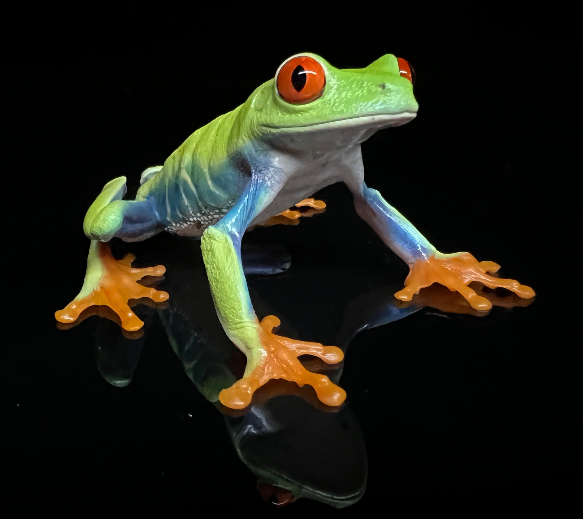 Captive Bred Red Eyed Tree Frog