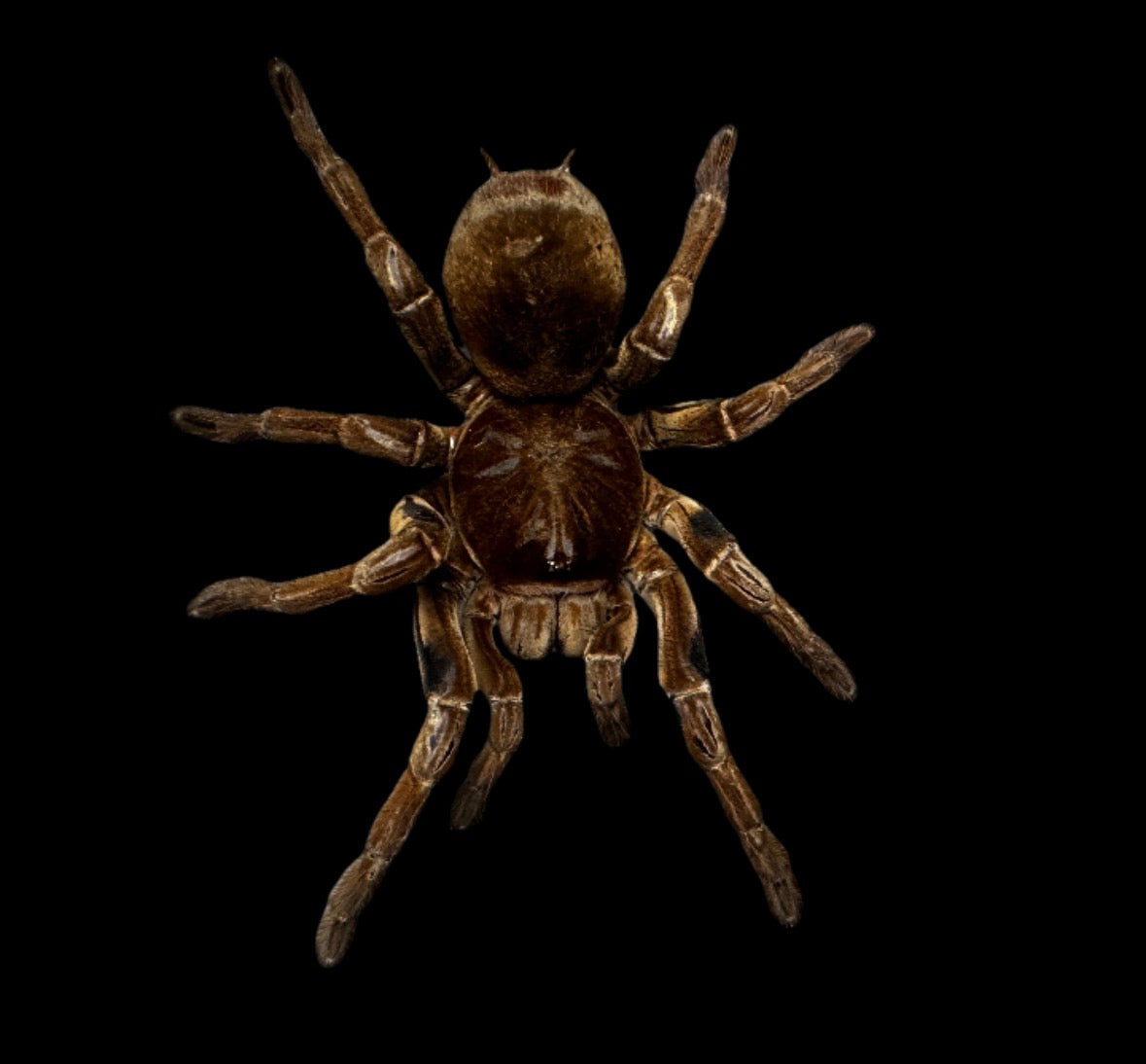4-5” Goliath Bird Eater Tarantula.