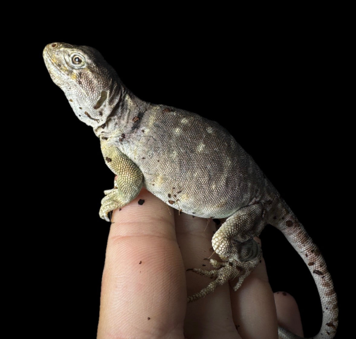 Female Captive Bred Collard Lizard