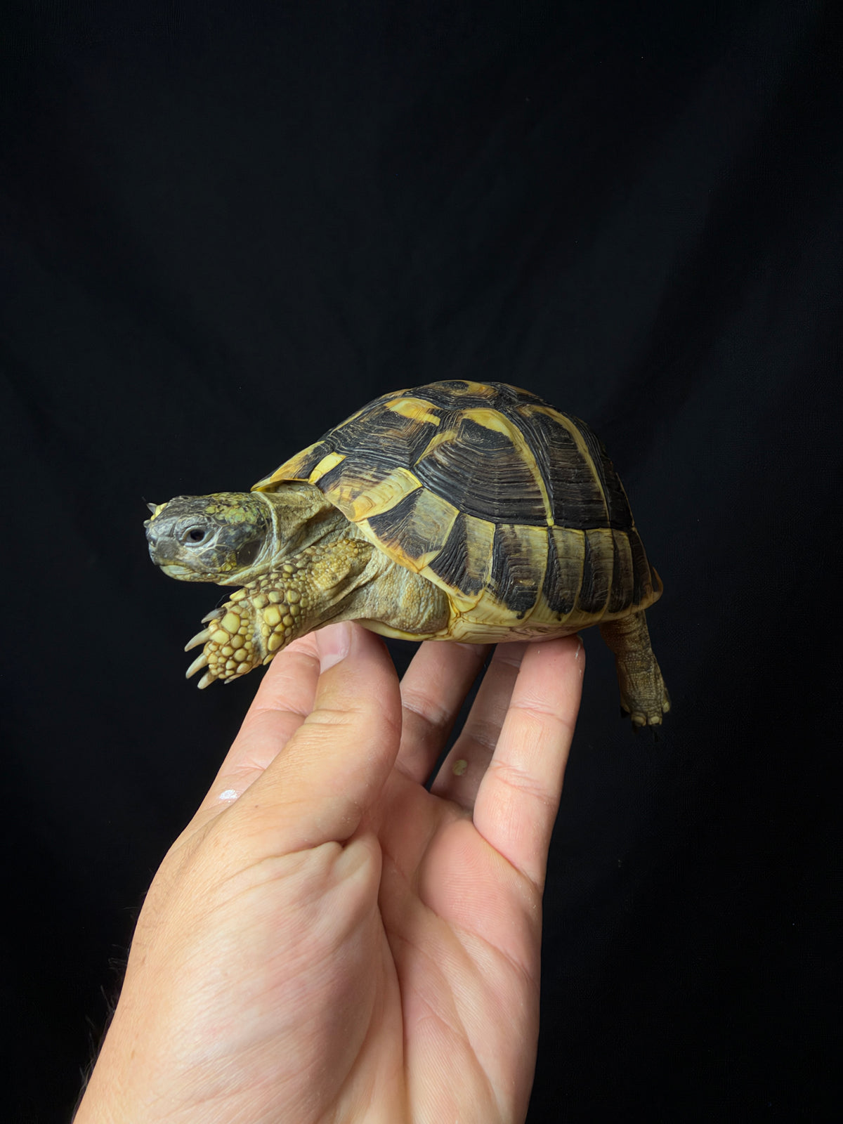 #15 Female Hermann’s Tortoise