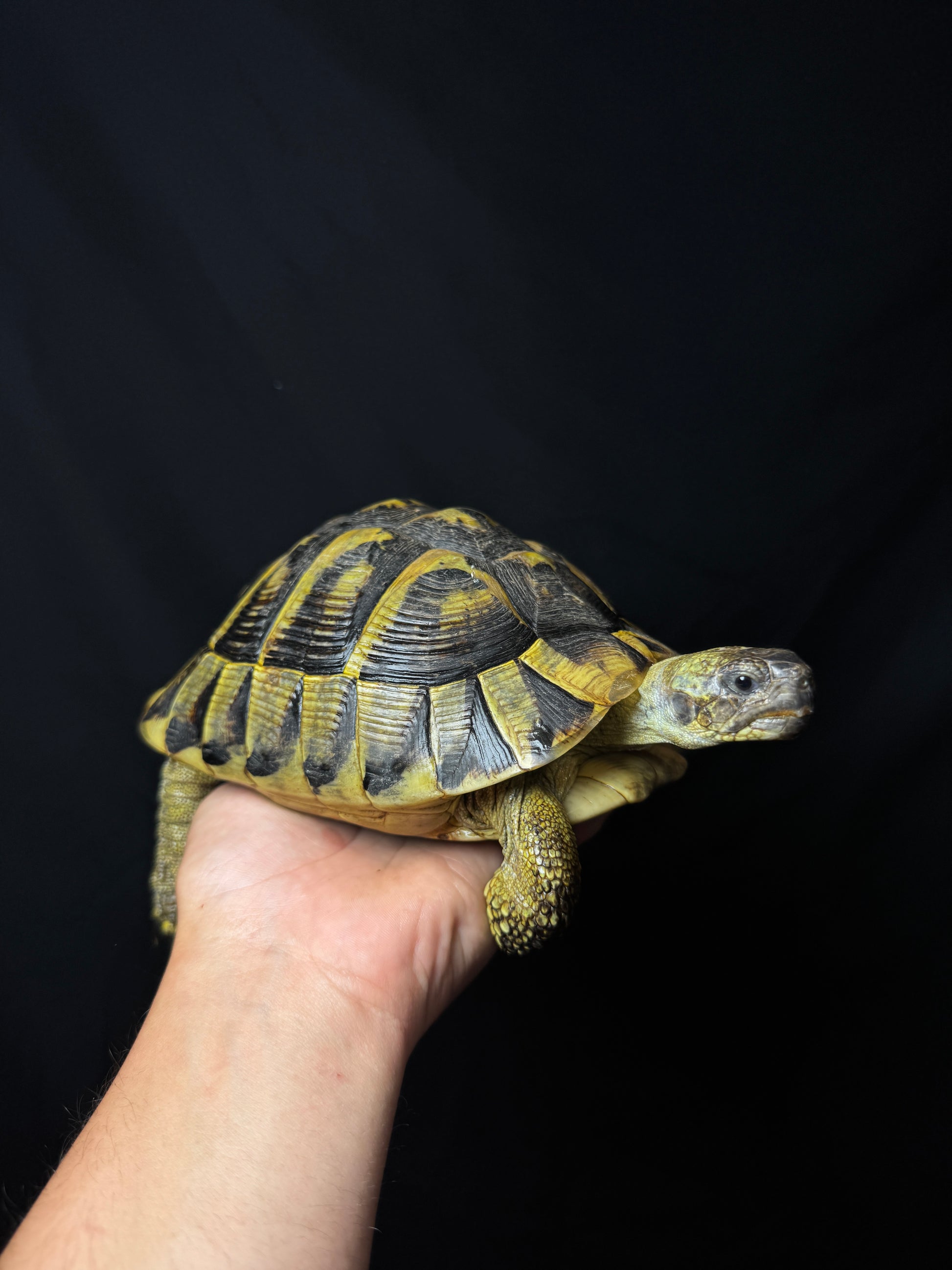 CB Breeder Female Herman’s Tortoise #1