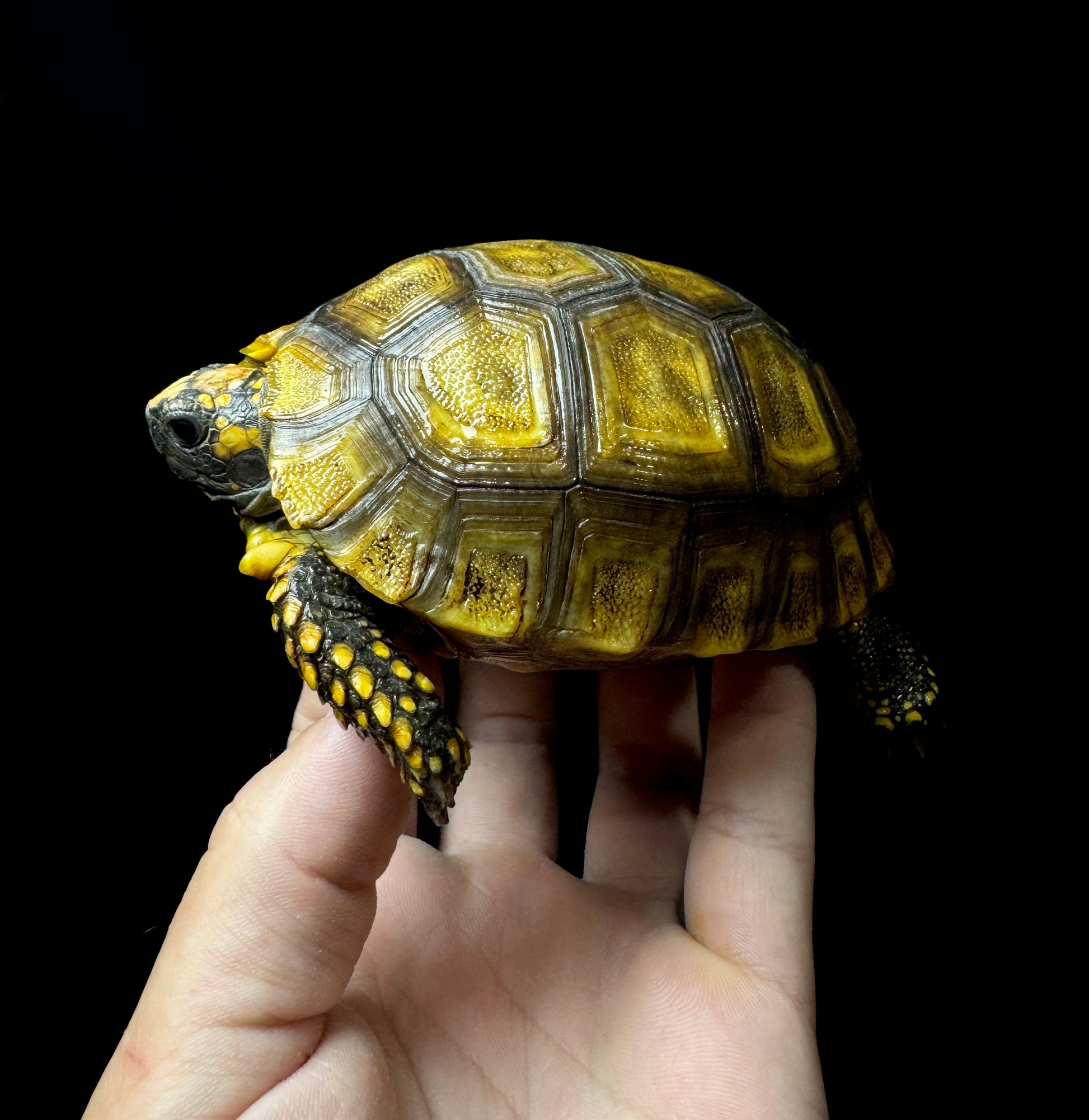 Amazon Basin Yellow Foot Tortoise