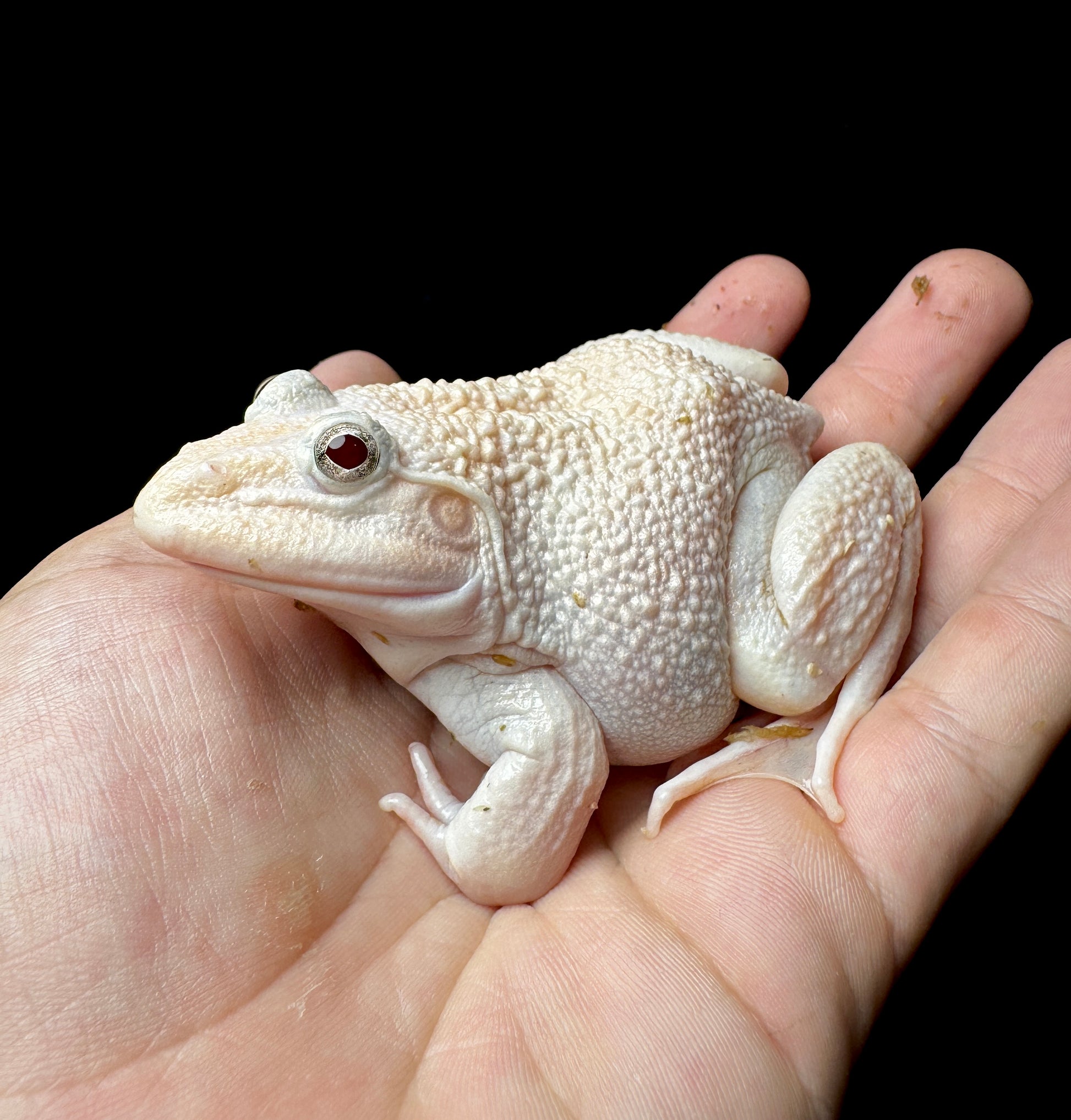 Albino Chungus Frog (Asian Bullfrog)