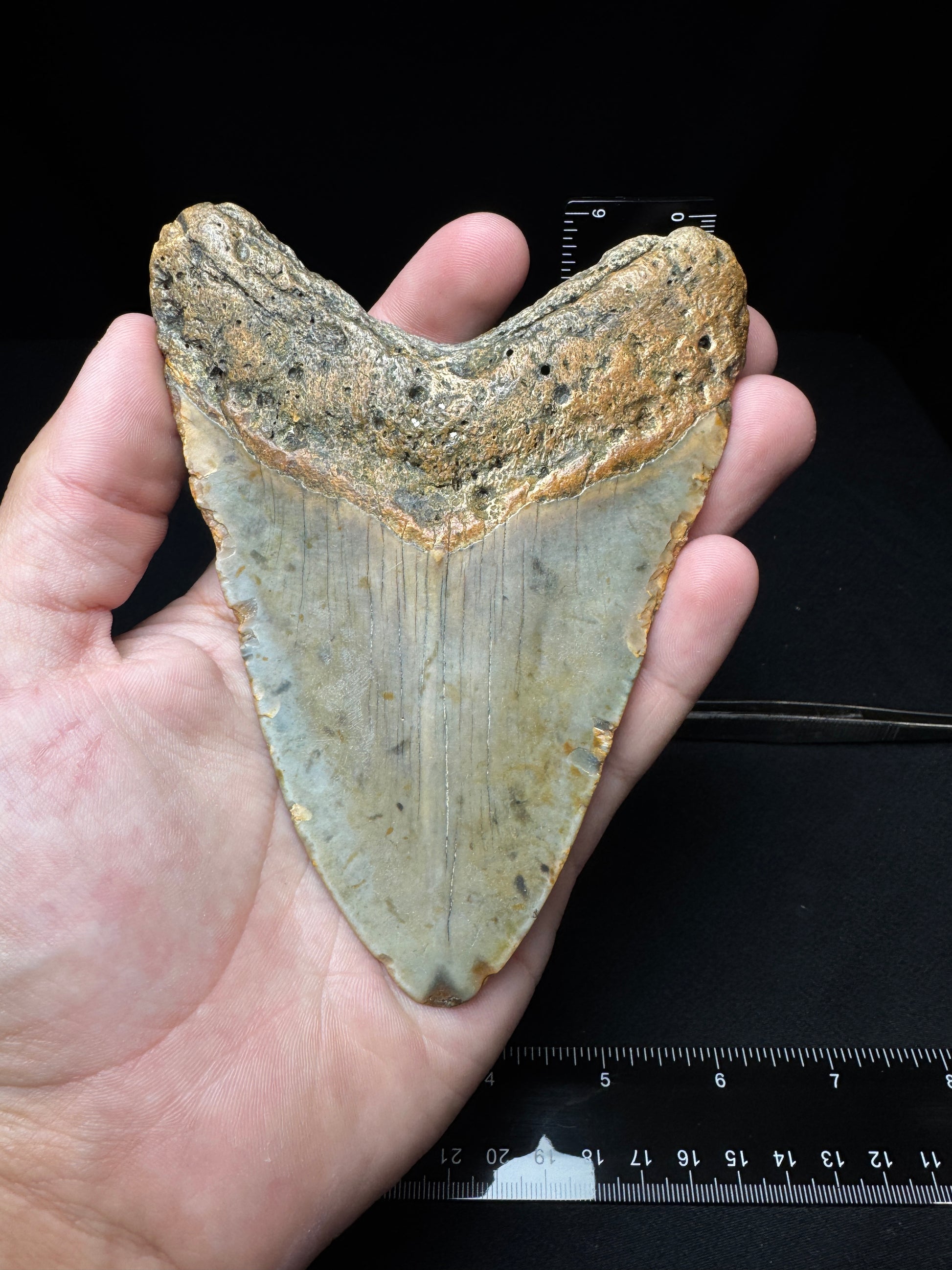 #3 5” Meg Tooth