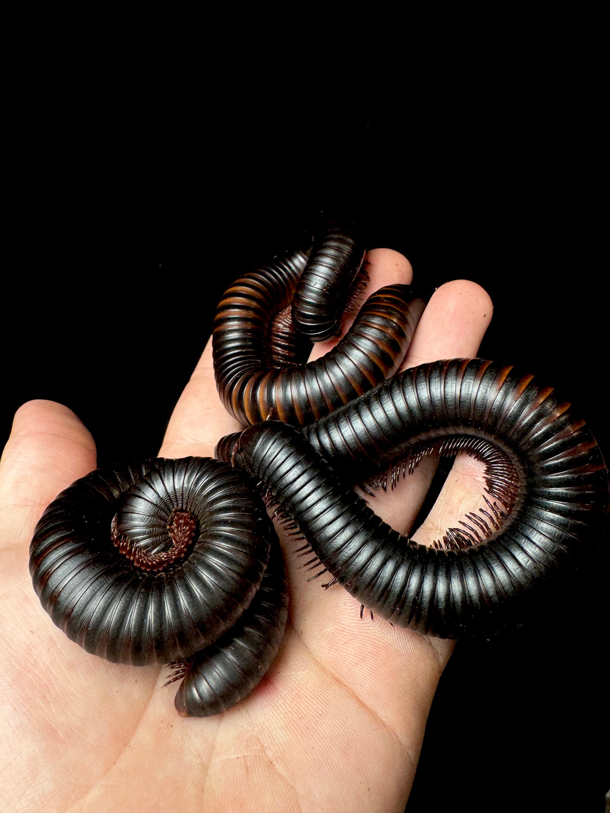 Giant African Millipede!