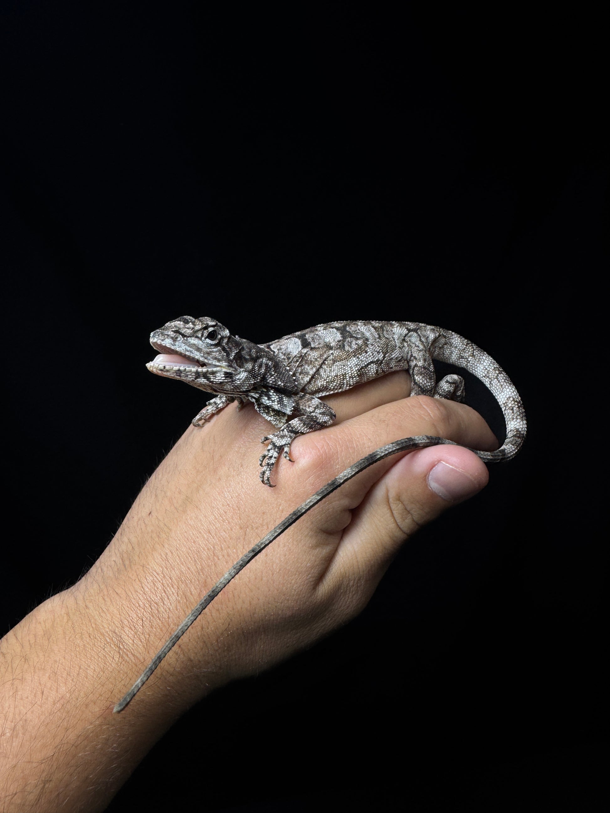 Frilled Dragon!
