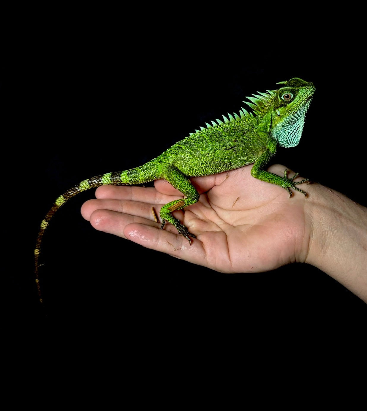 Natals Mountain Horned Dragon