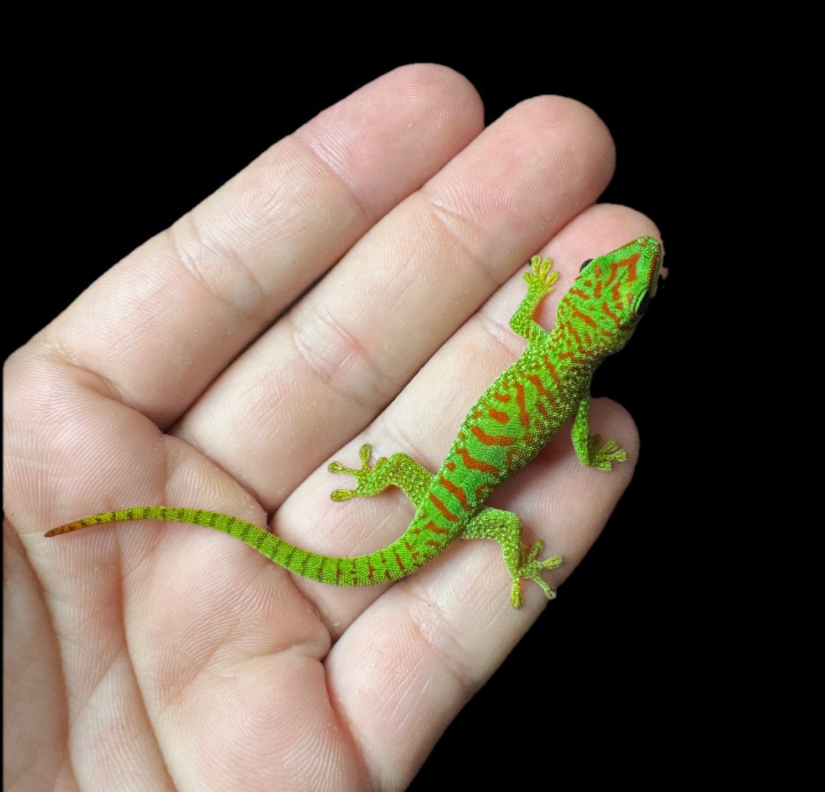 High Red Day Gecko