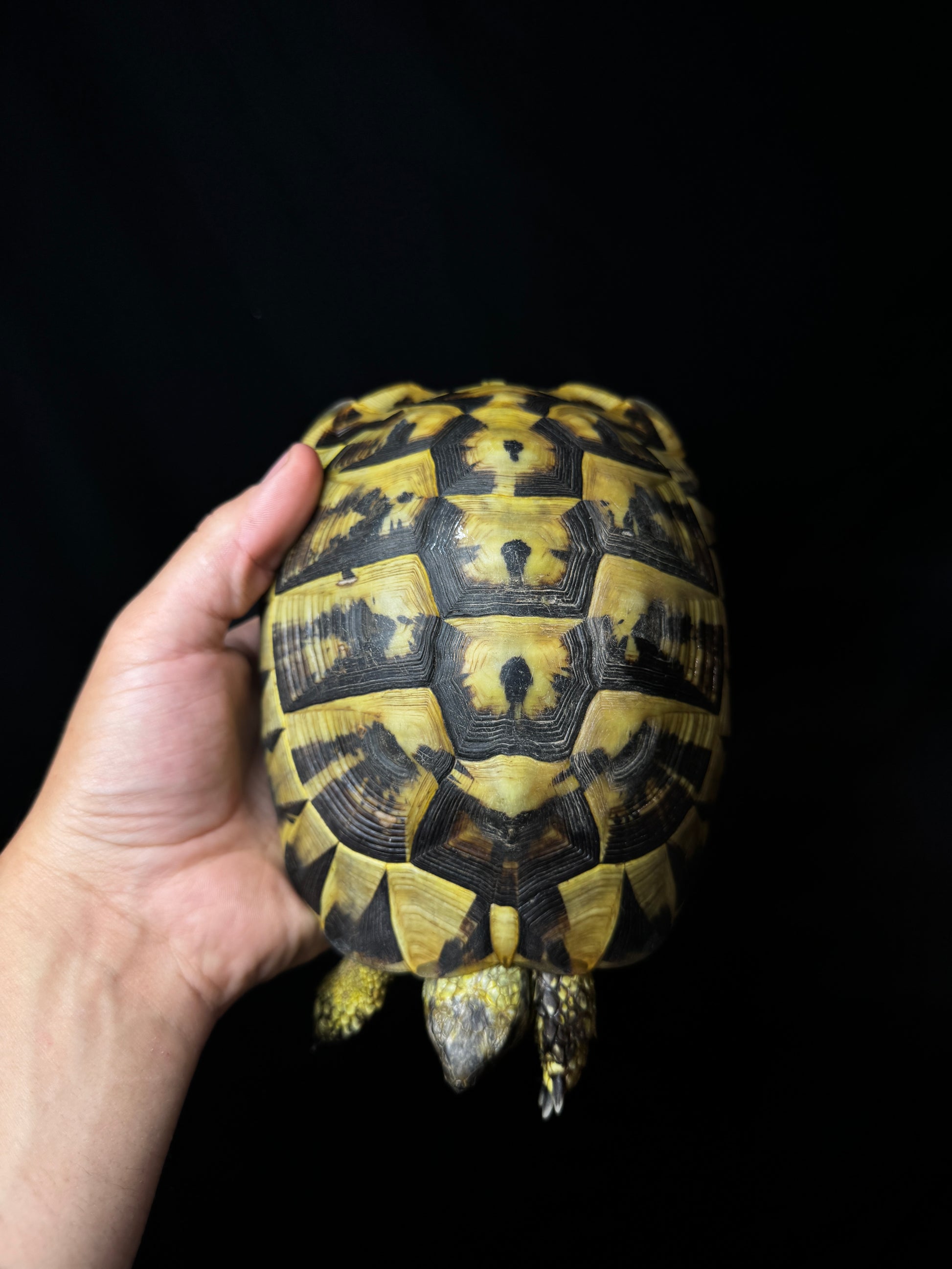 CB Breeder Herman’s Tortoise Female #2