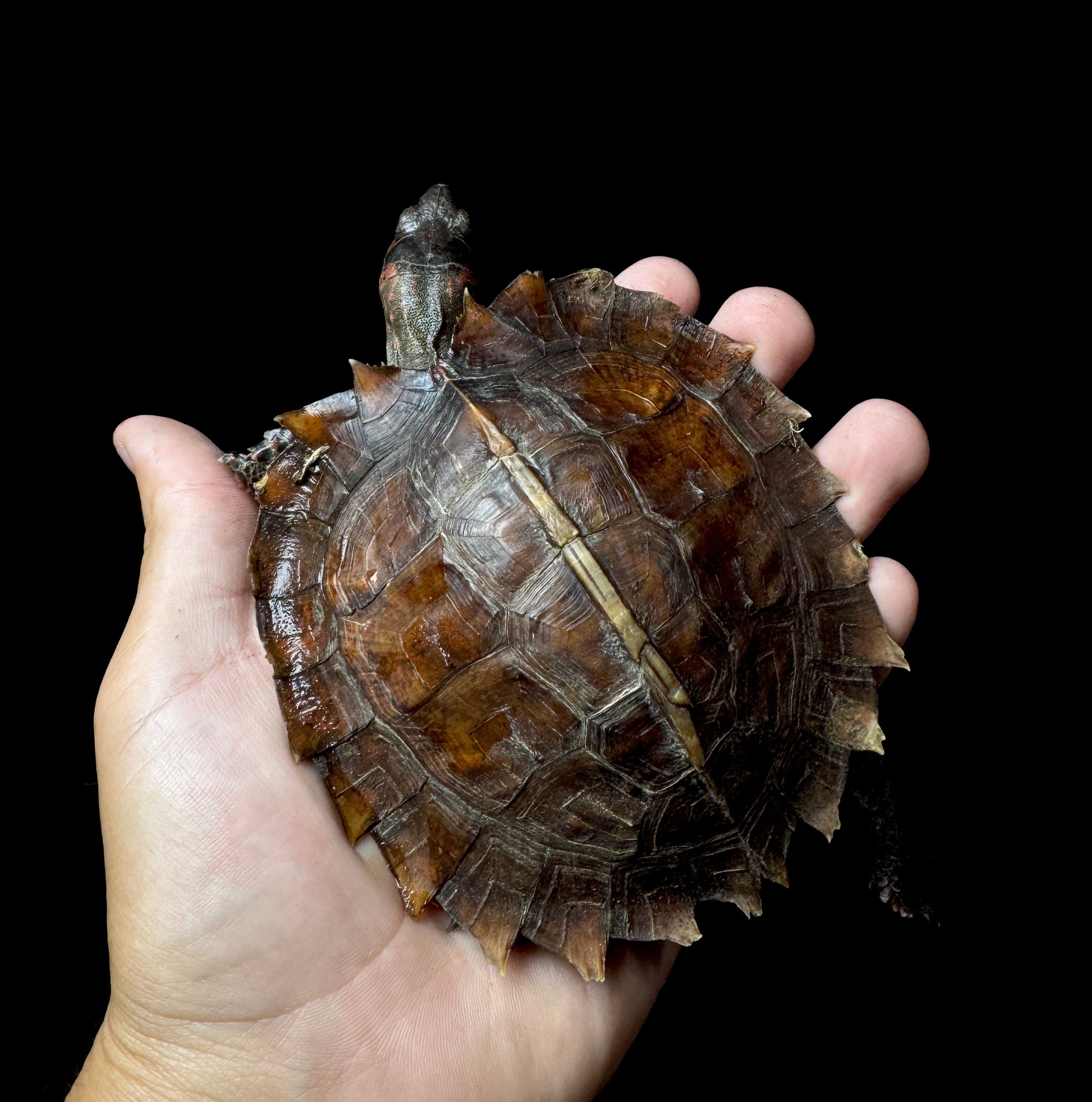 4” Spiny Hill Turtle!