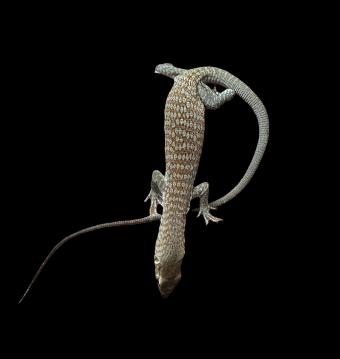 #1 USACB Freckle Monitor
