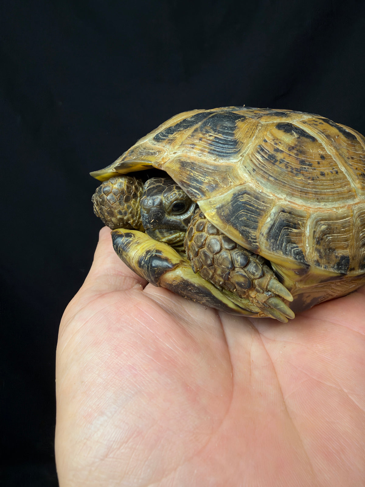 #1 Female Russian Tortoise