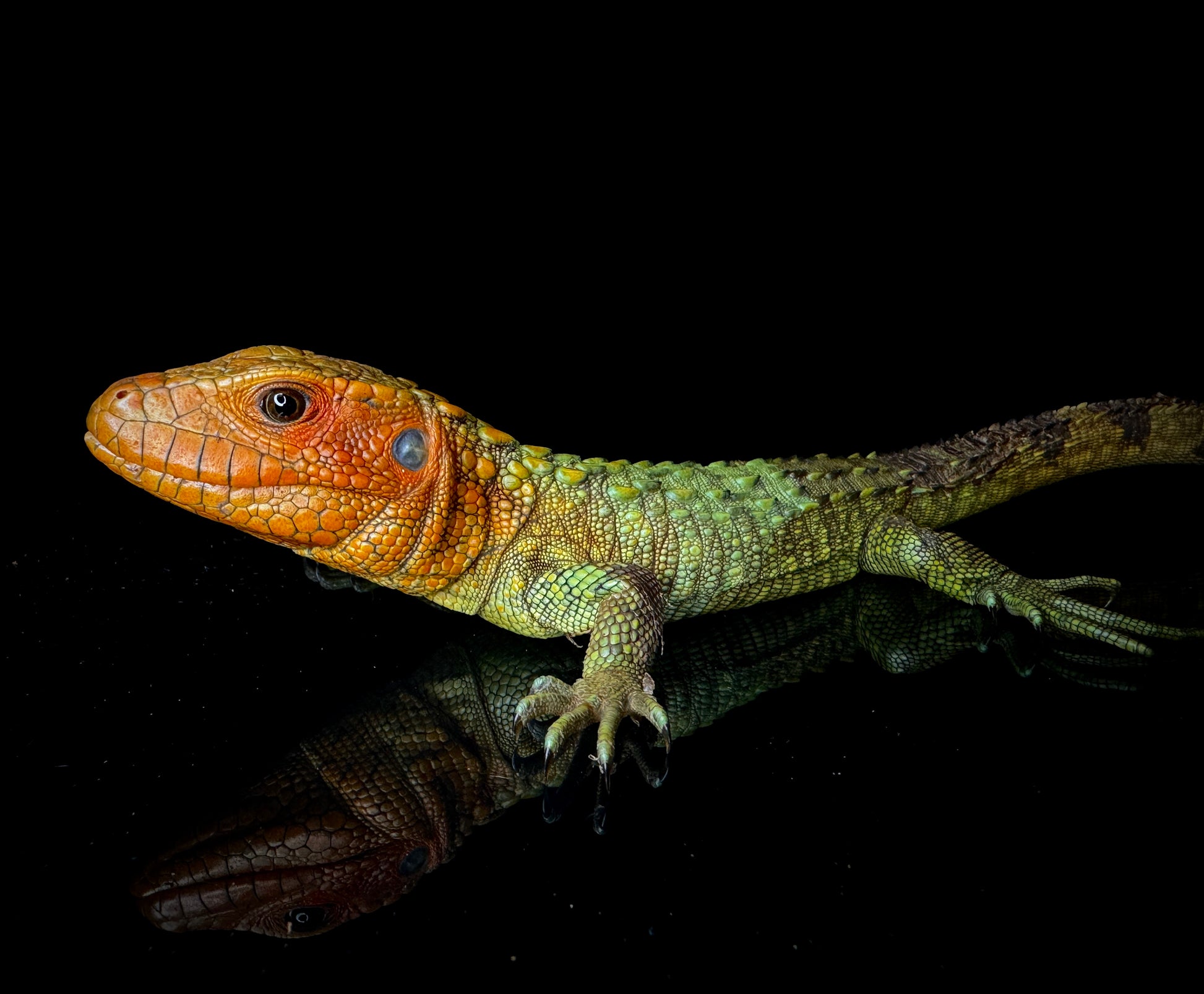 Caiman Lizard!