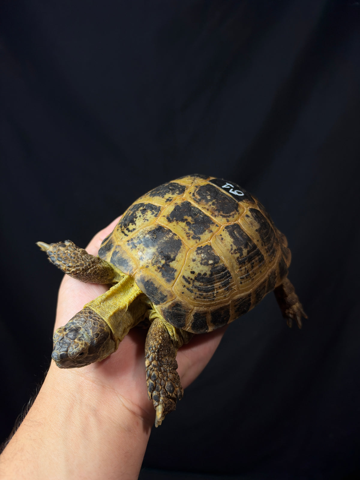 #1 Russian Tortoise Male