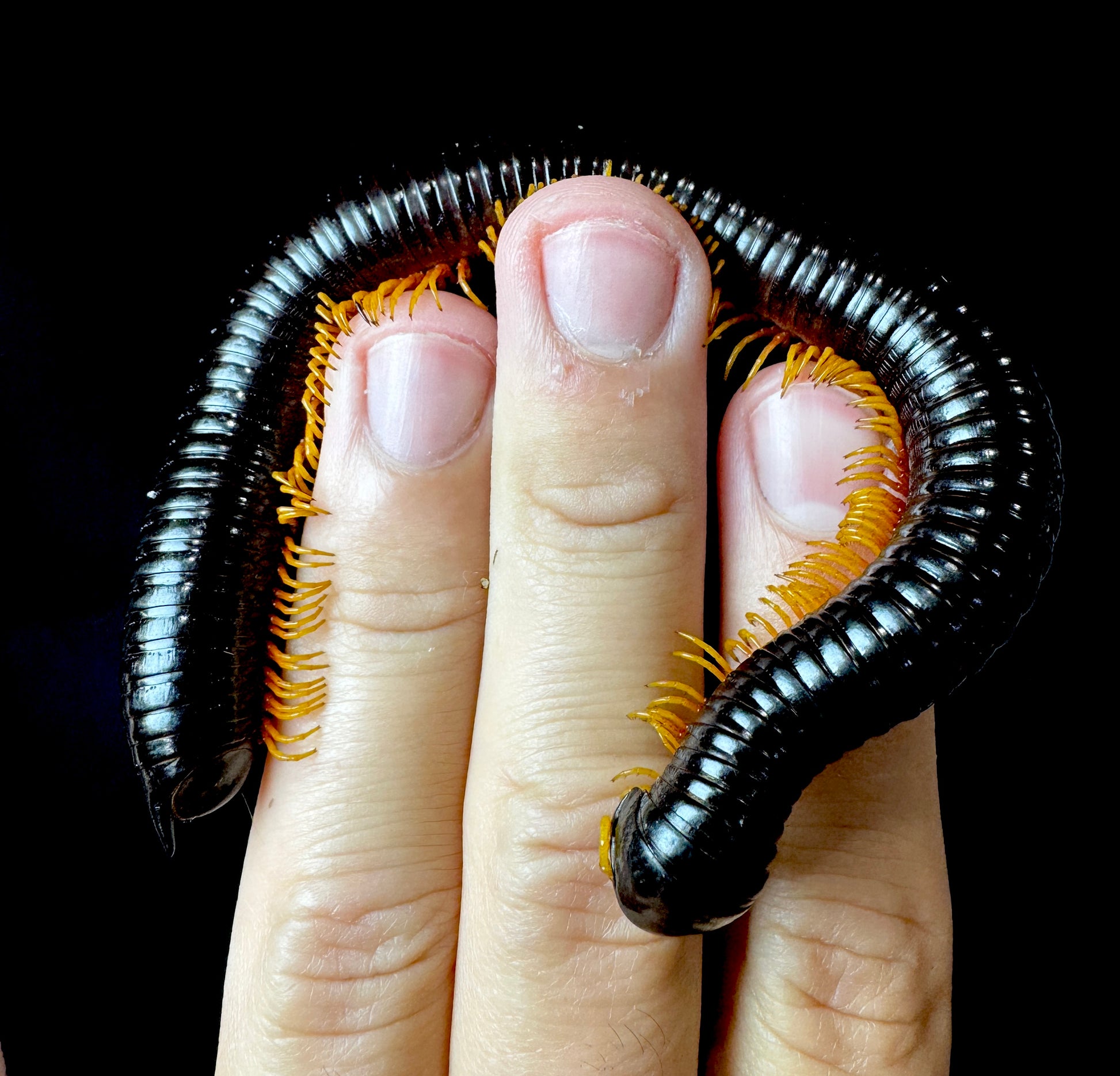 Inferno Ghost Rider Millipede