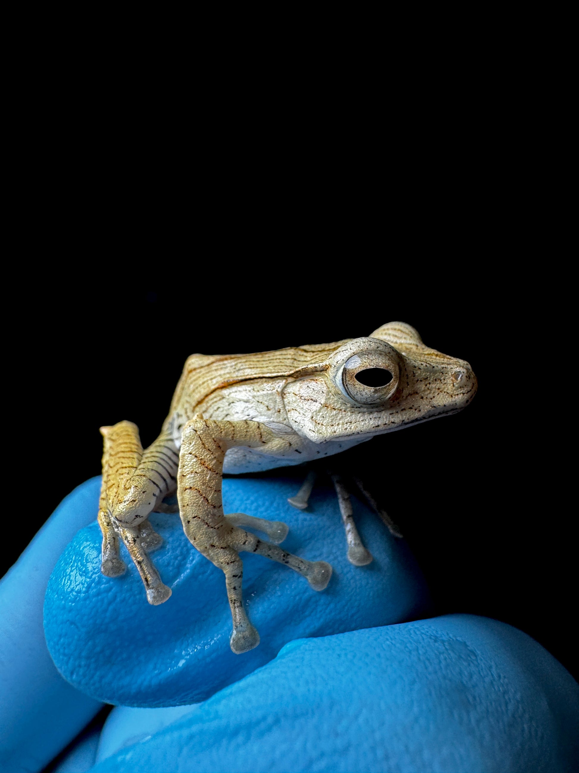 USACB Borneo Eared Frog