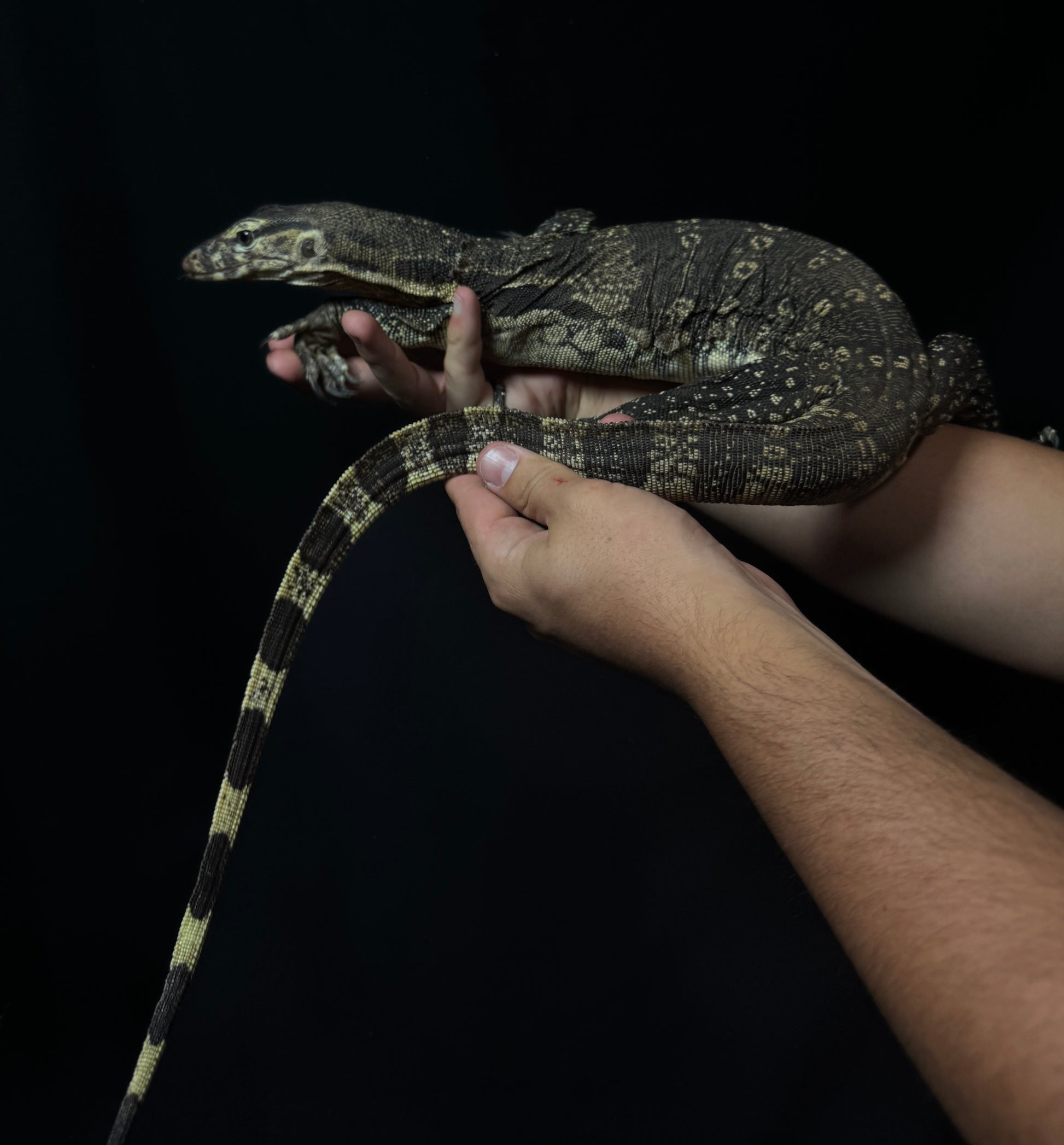Asian Water Monitor!
