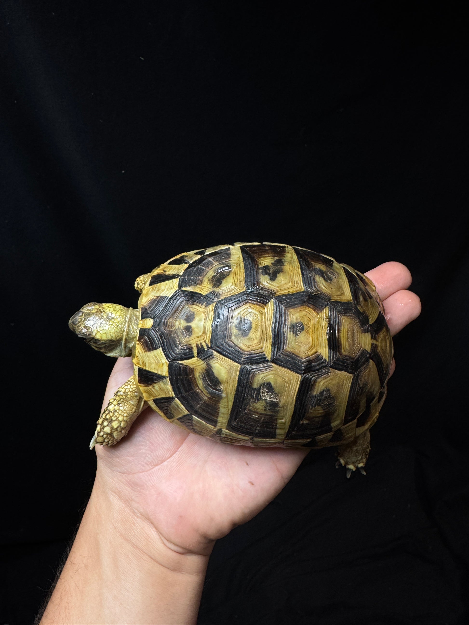 #20 Female USACB Hermann’s Tortoise