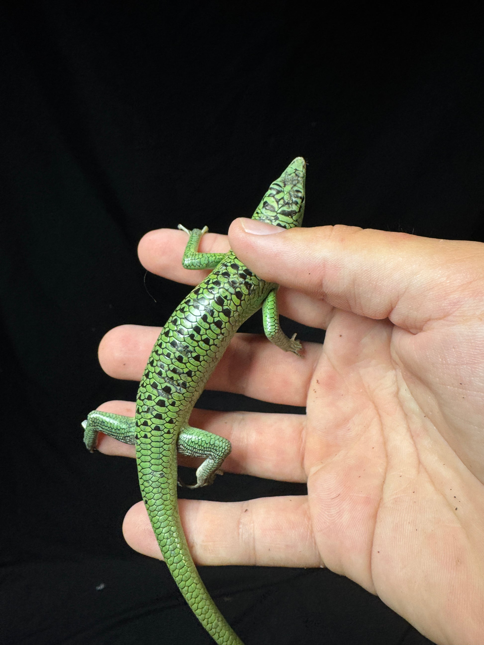 #4 Male Emerald Tree Skink