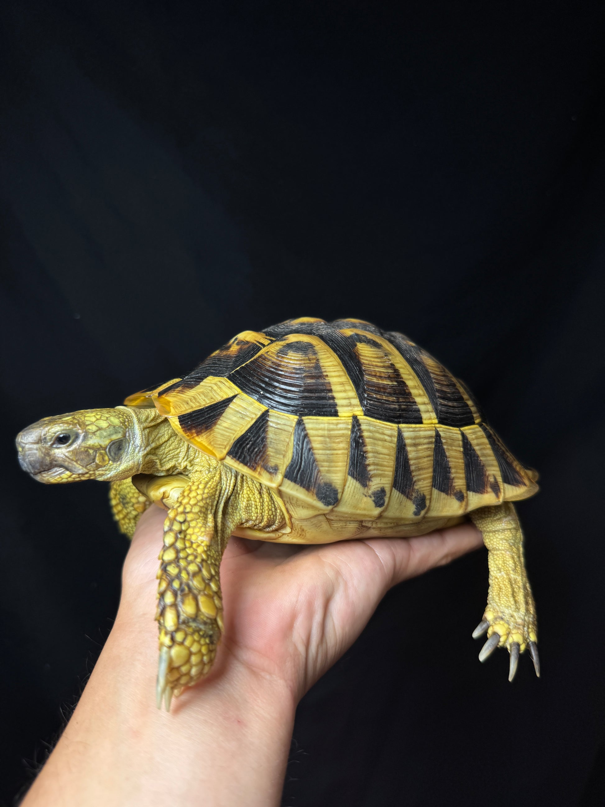 CB Breeder Tortoise Female #3