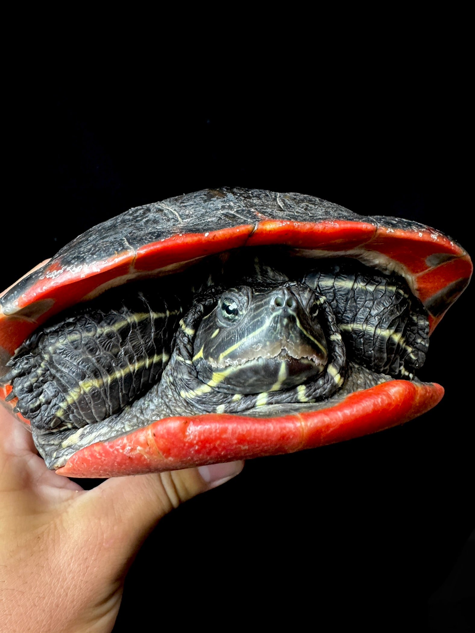 Adult Northern Redbelly!