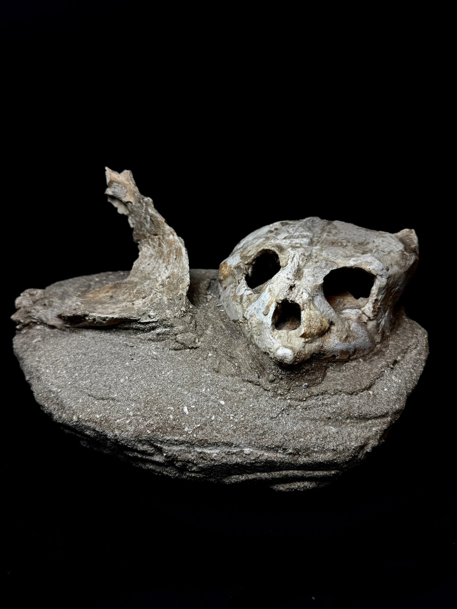 Fossilized Marine Turtle Skull (Morocco)