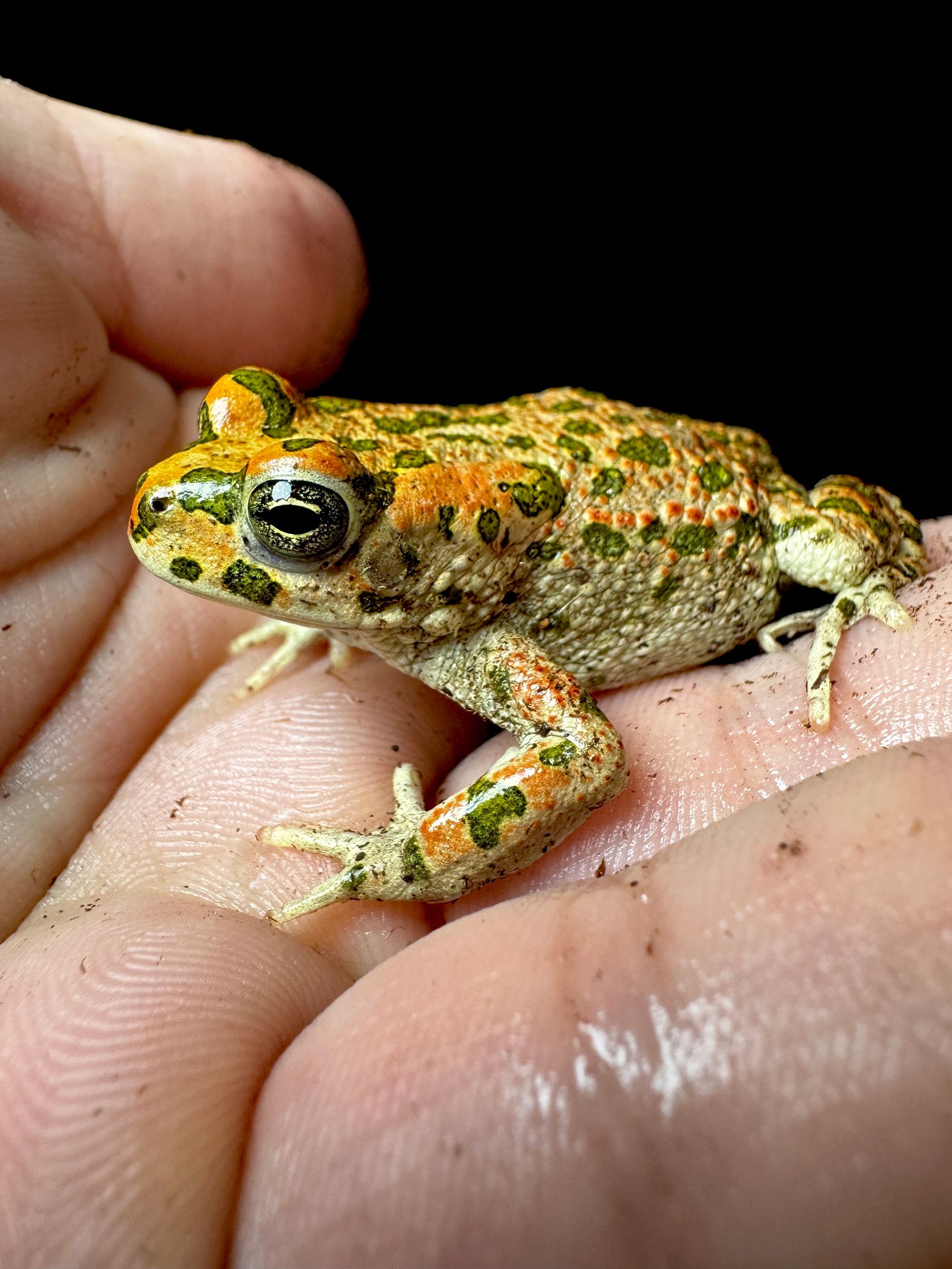 Golden Toad