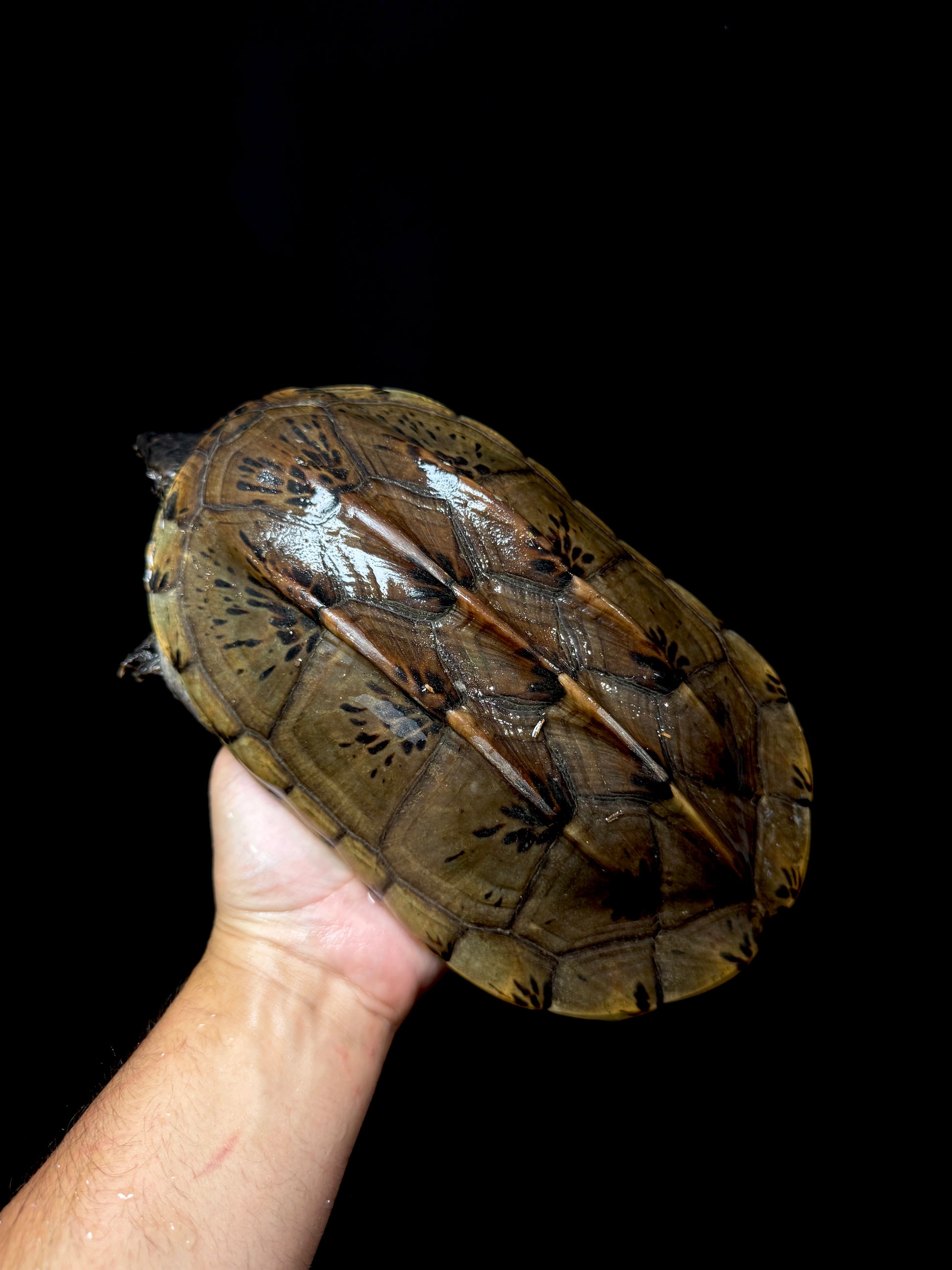 #3 Male GIANT Mexican Musk