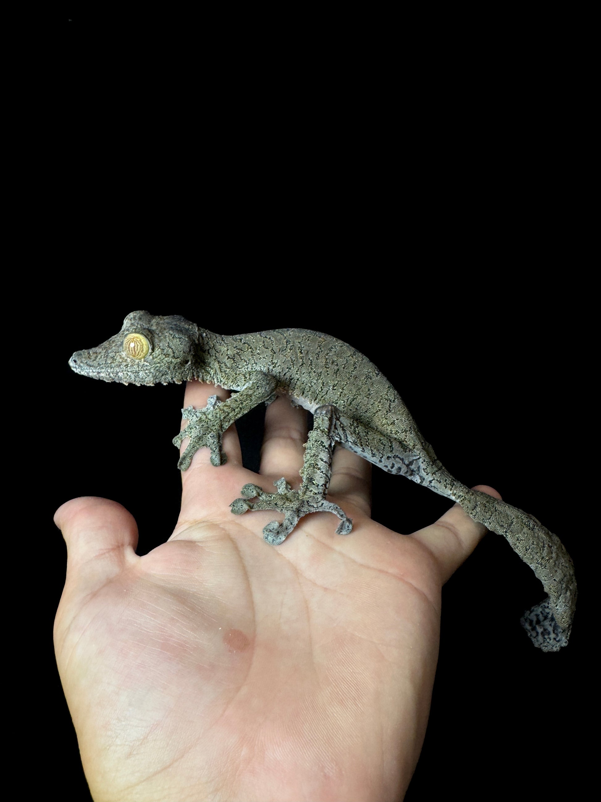 GIANT Female Fimbriatus #1