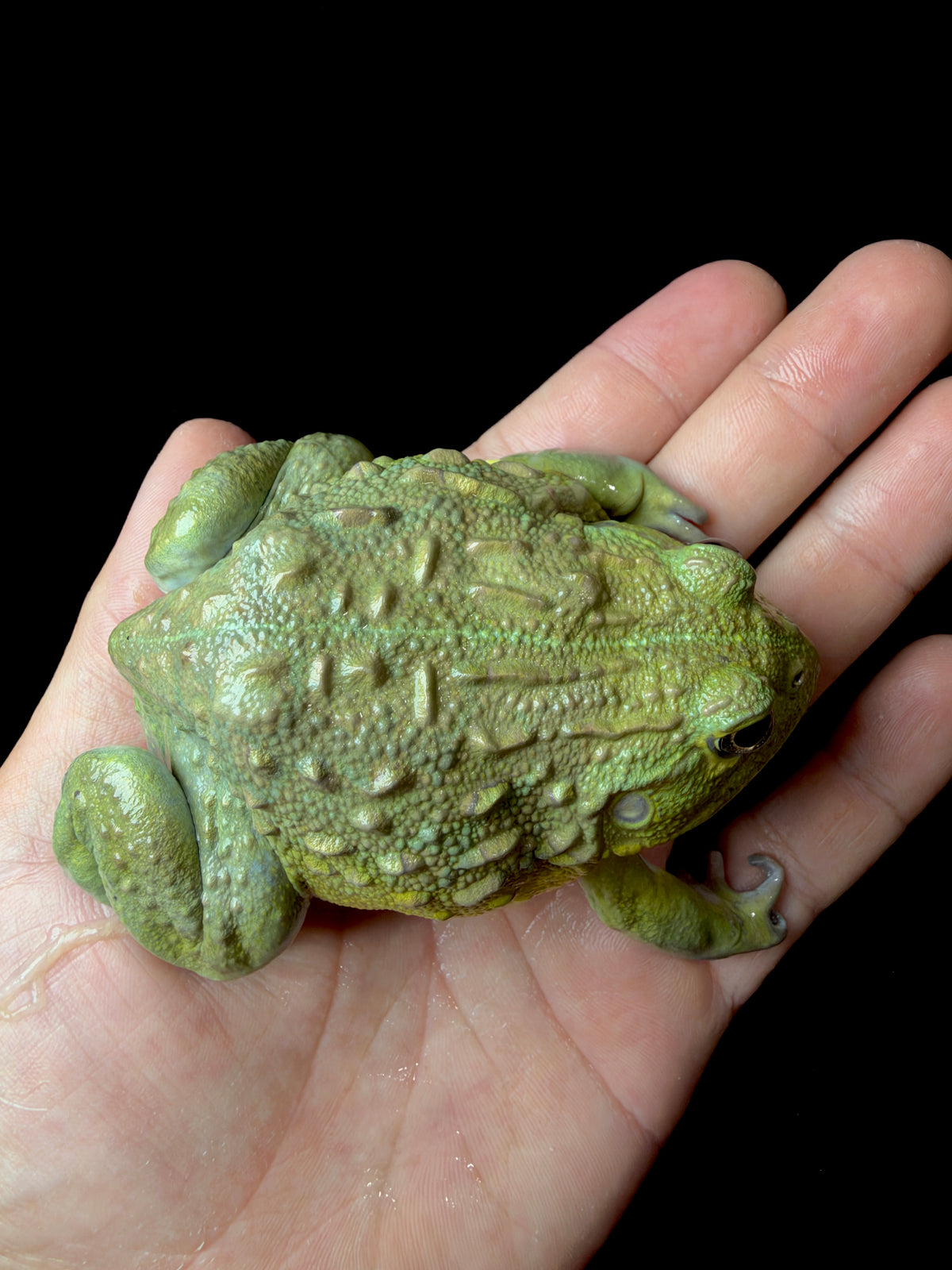 Medium Pixie Frogs!