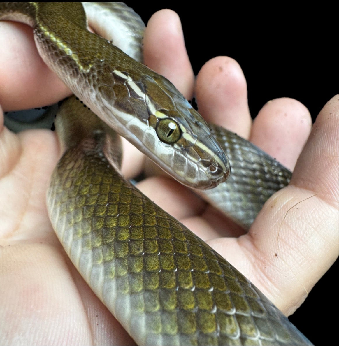 African Brown House Snake