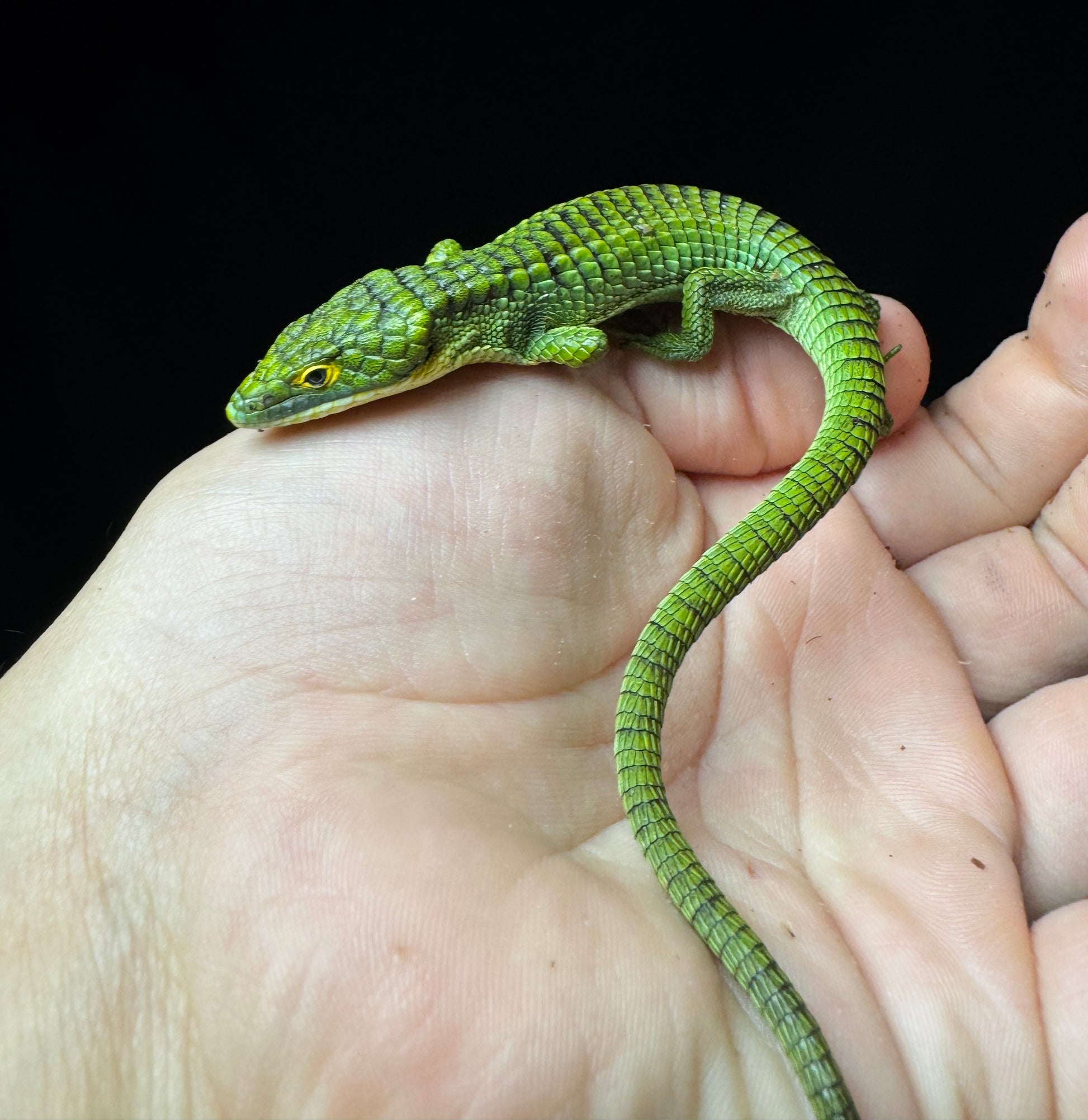 Female? Mexican Alligator Lizard (Abronia Graminea)
