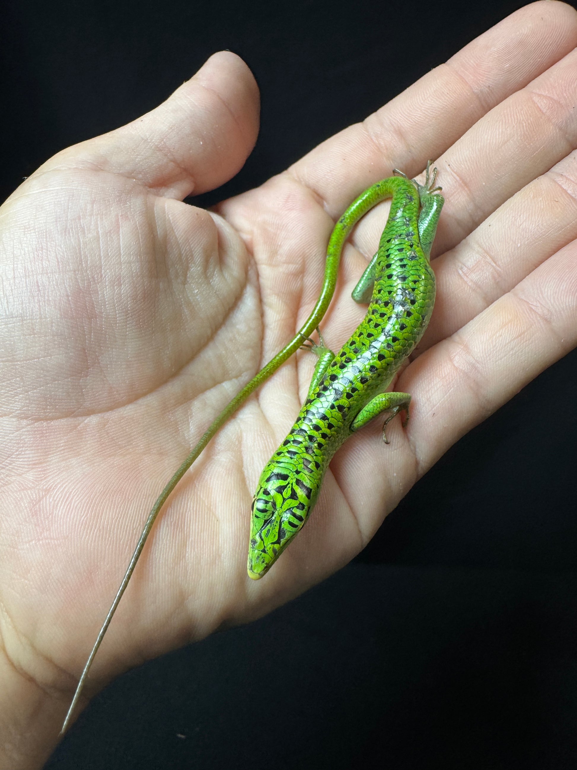 #9 Female Baby Black Spotted Emerald Tree Skink