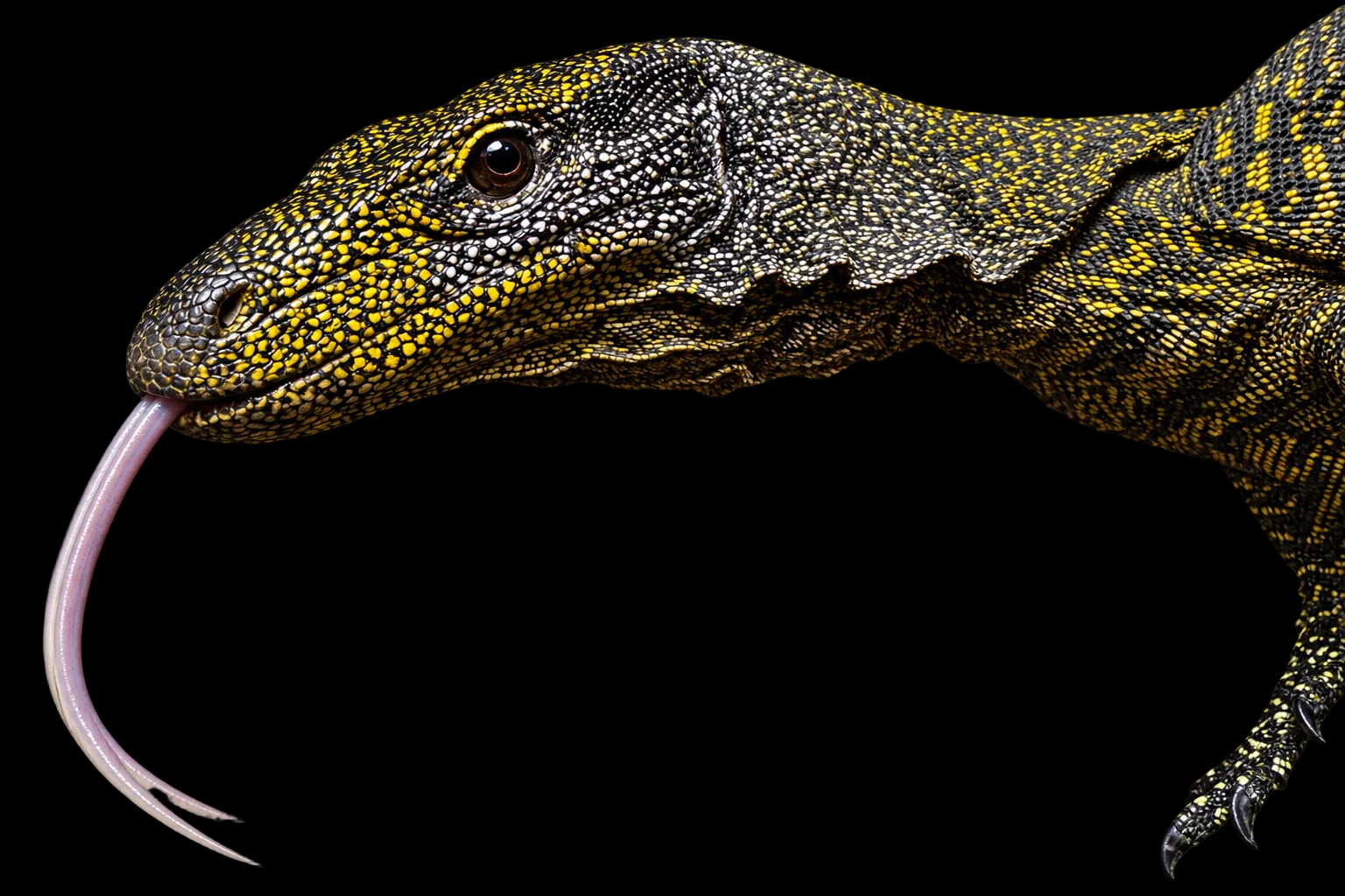 Stunning Young Crocodile Monitor