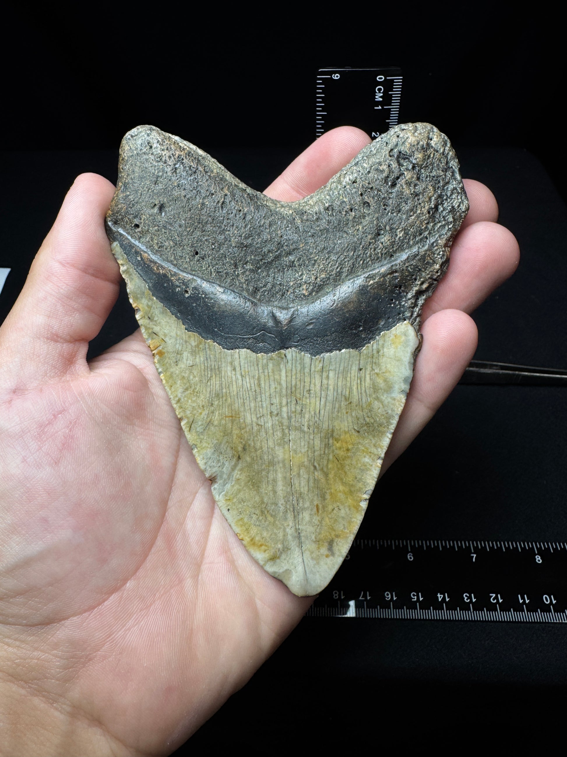 #4 5” Meg Tooth