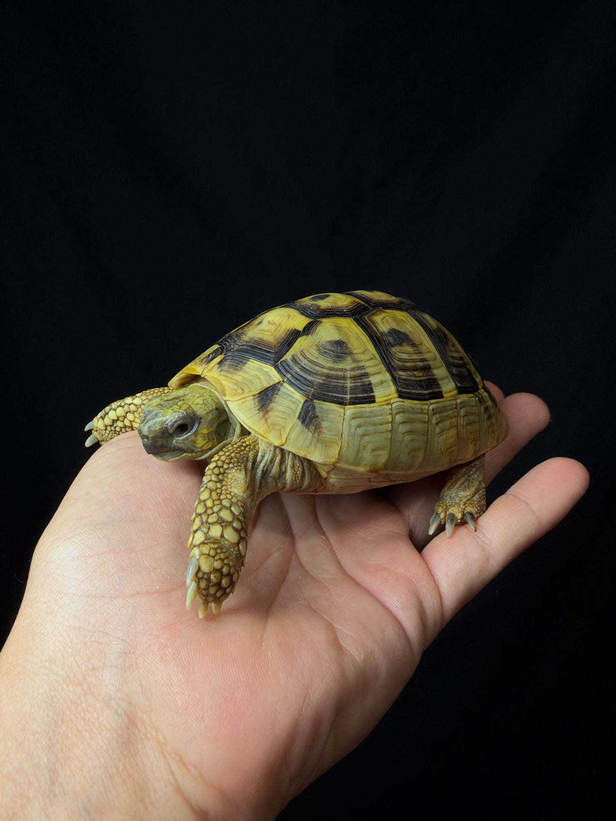 #13 Female Hermann’s Tortoise