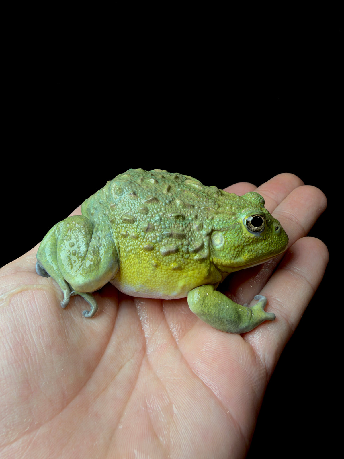 Medium Pixie Frogs!