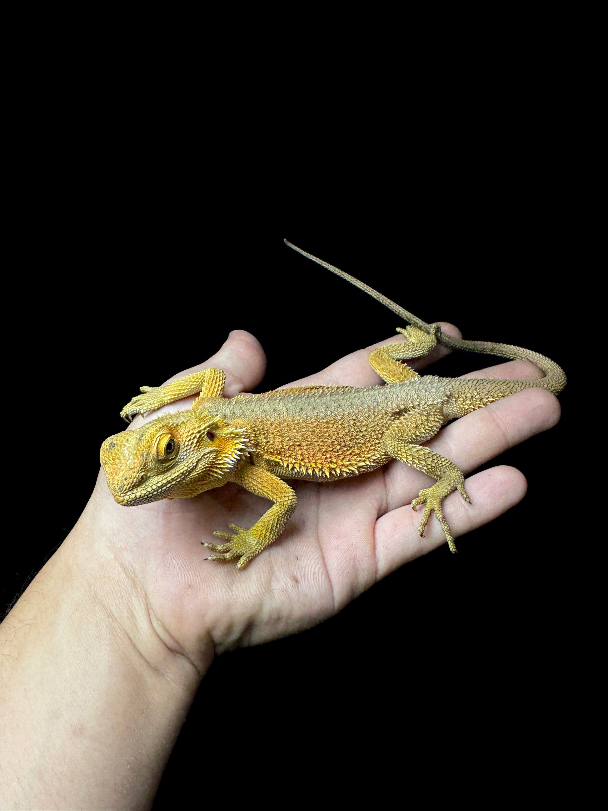 Wiblitz Beardie