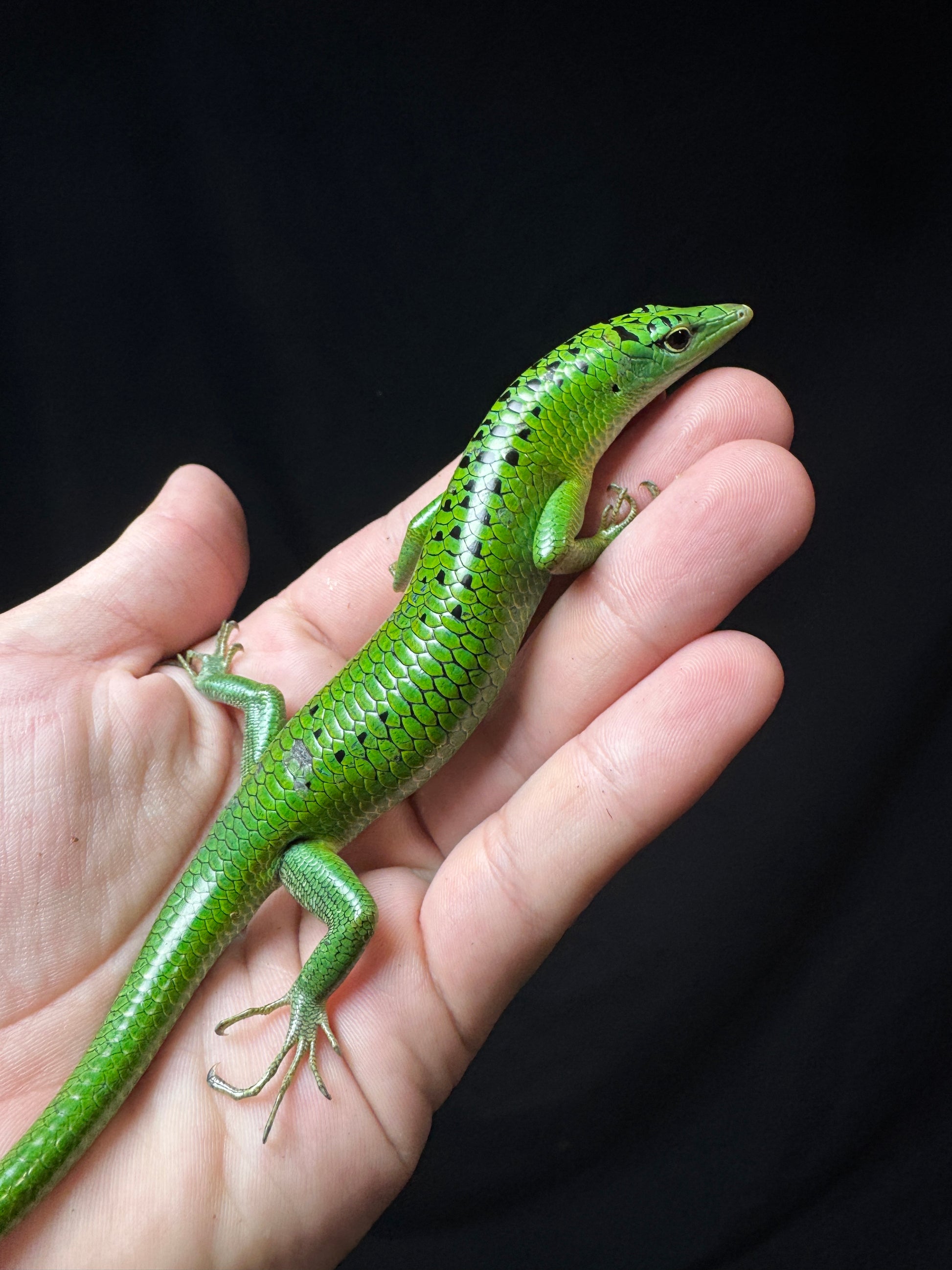 #3 Female Black Spotted Emerald Tree Skink
