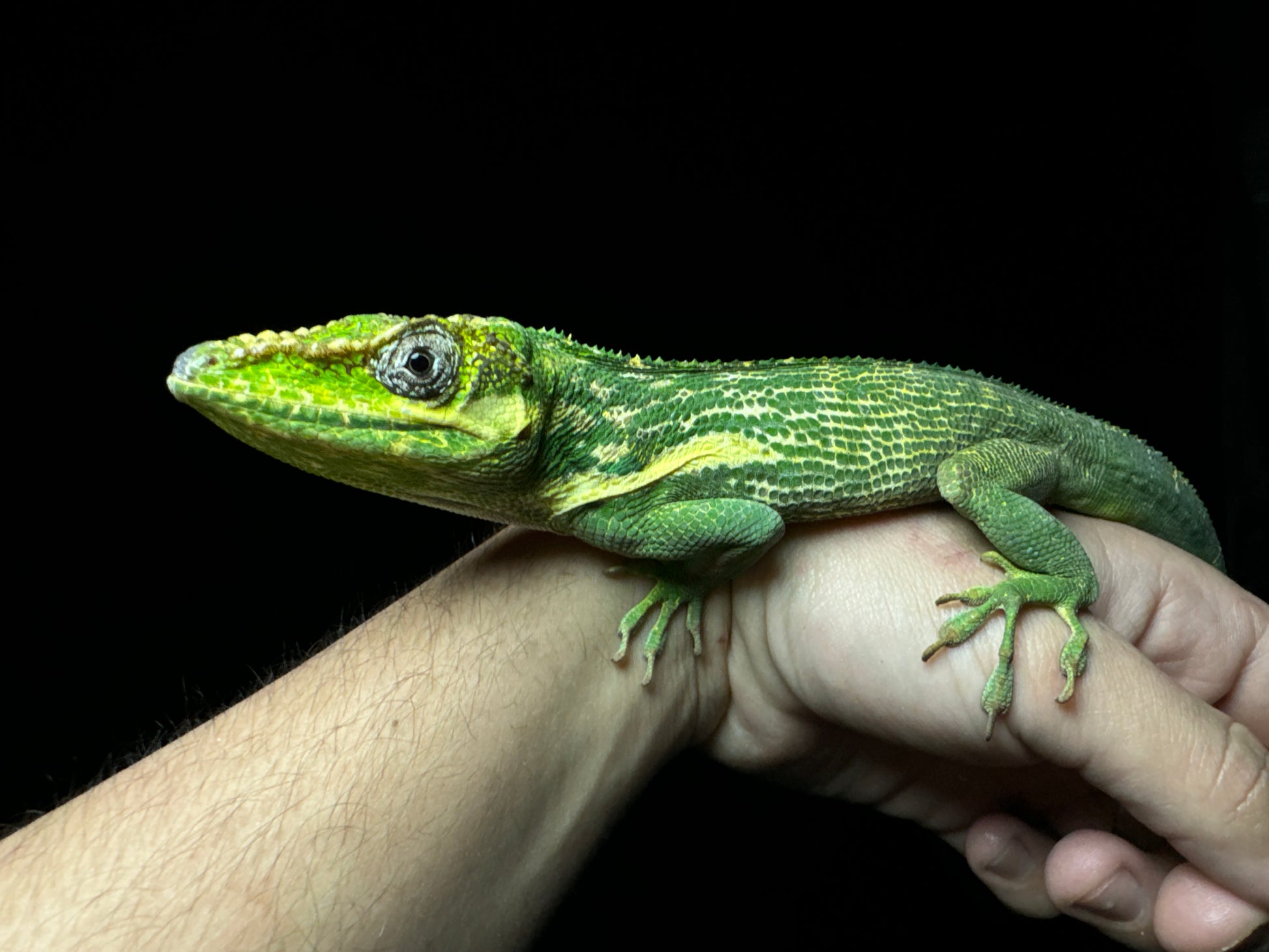 Adult Knight Anole