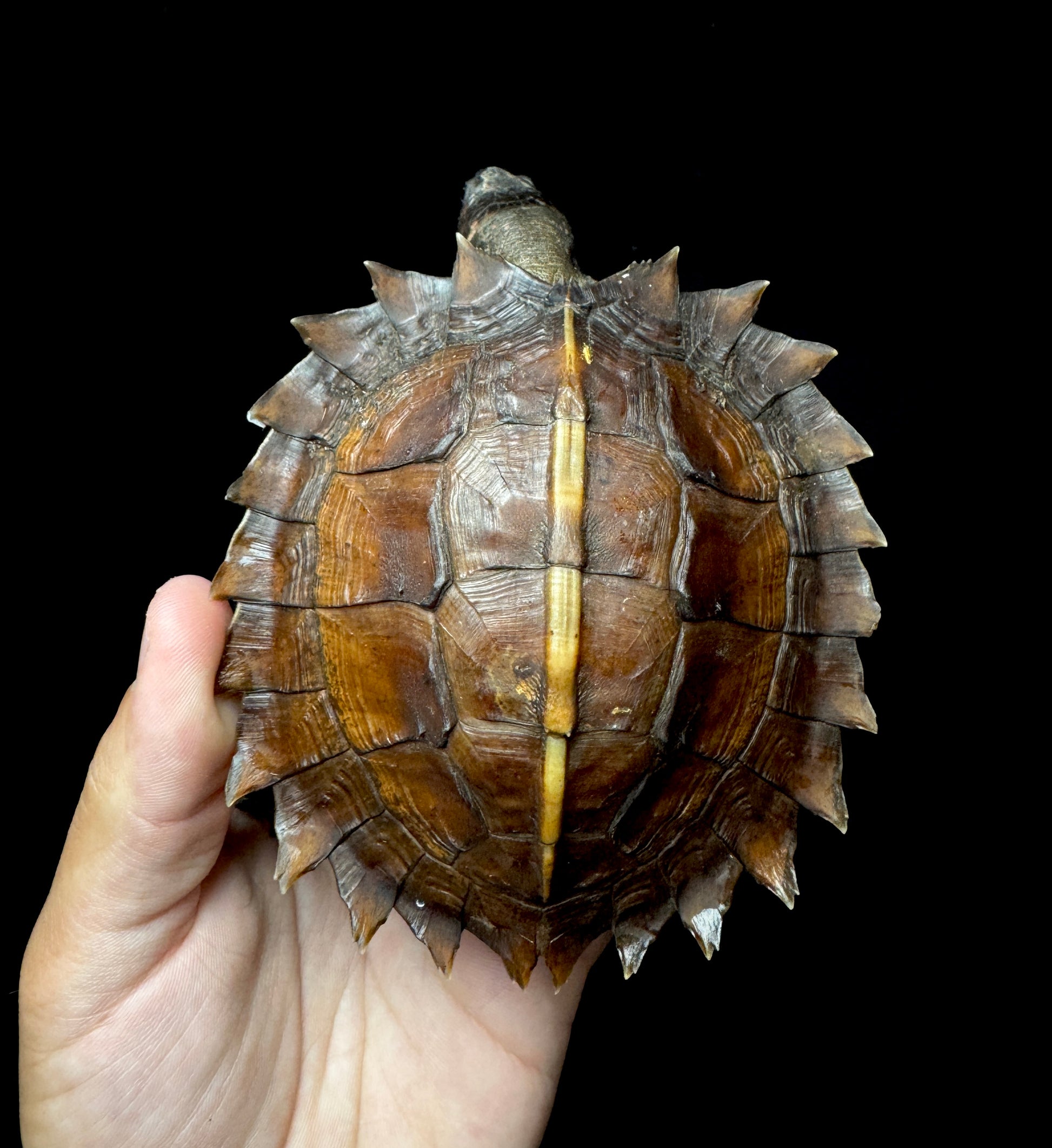 #3 Spiny Hill Turtle