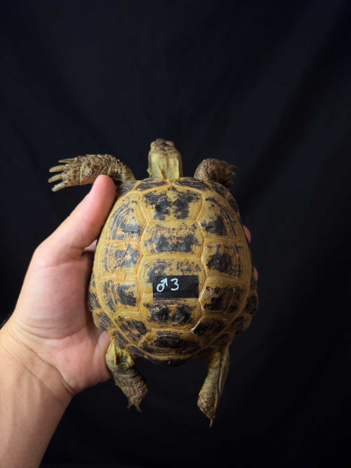 #3 Russian Tortoise Male